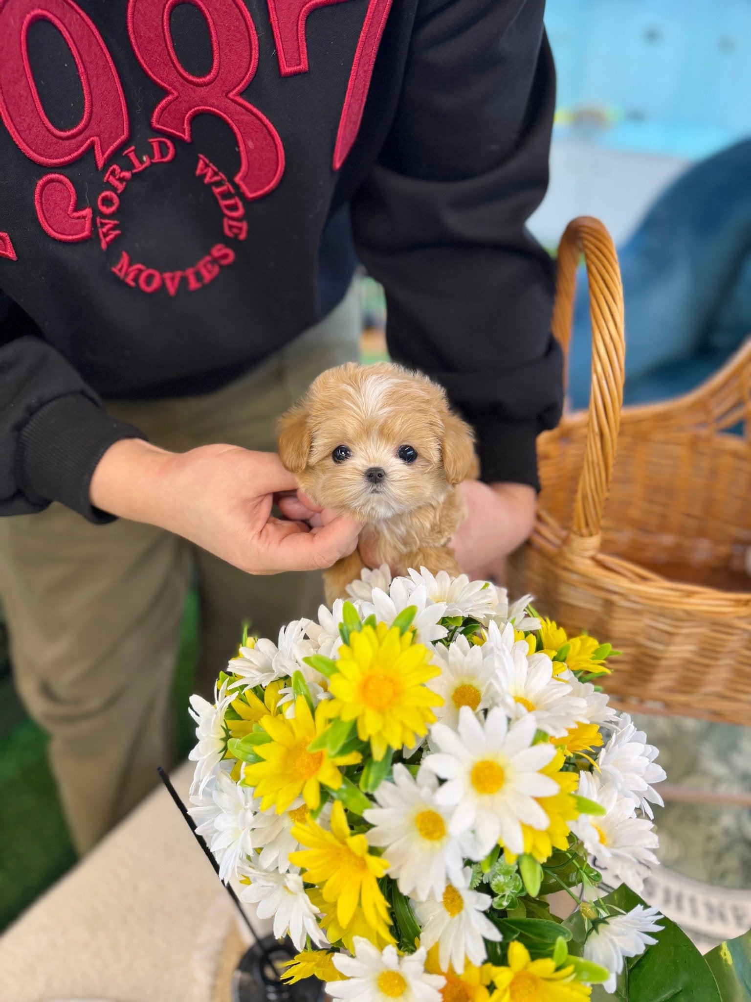 Maltipoo - Cardi(Female) - Beautiful puppy teacup puppy with adorable features available for adoption from Velydog