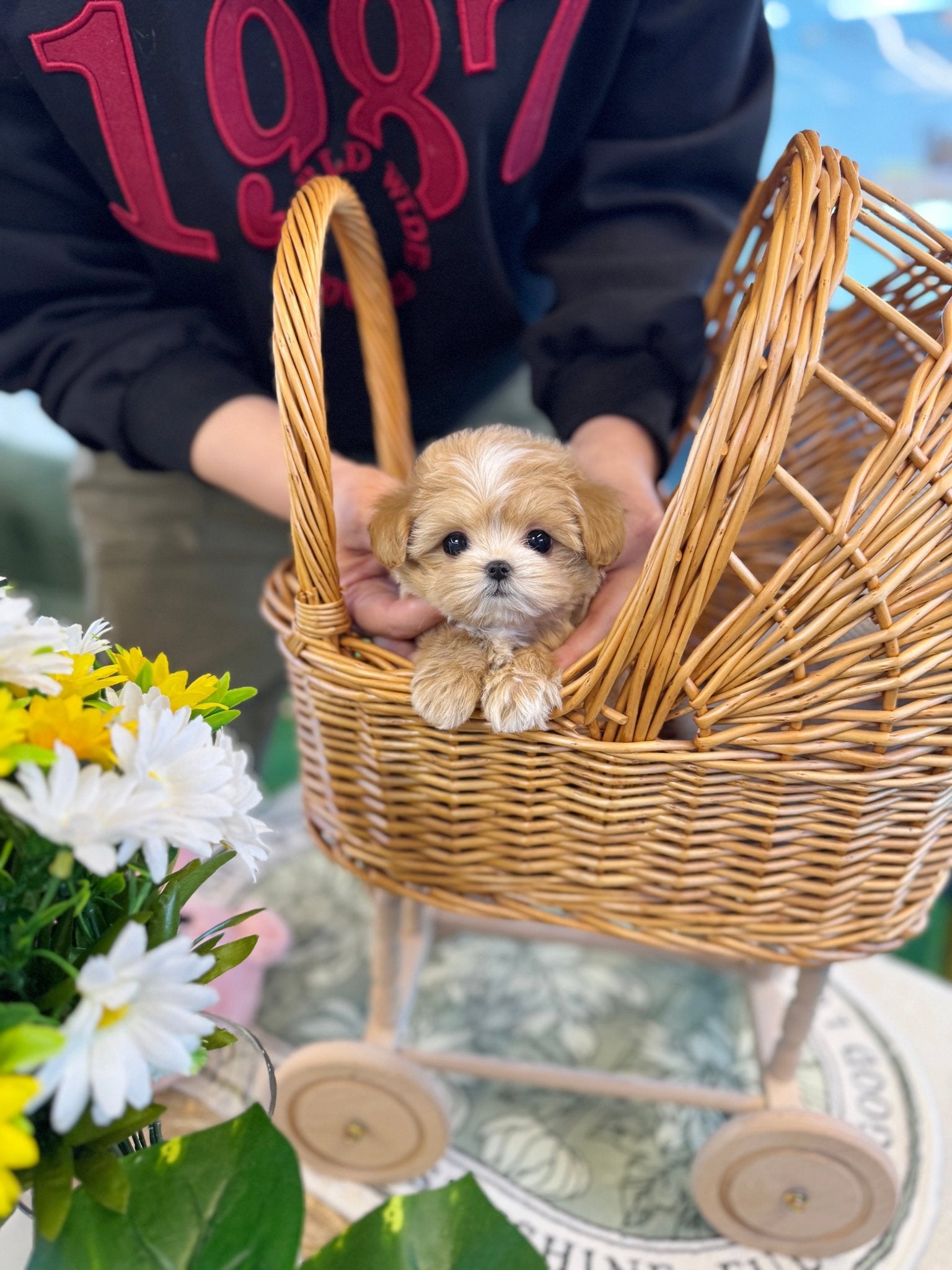 Maltipoo - Cardi(Female) - Beautiful puppy teacup puppy with adorable features available for adoption from Velydog