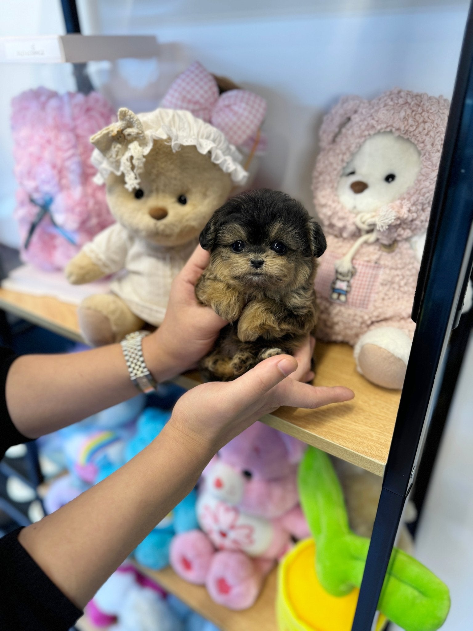 Maltipoo - Chichi(Female) - Beautiful puppy teacup puppy with adorable features available for adoption from Velydog