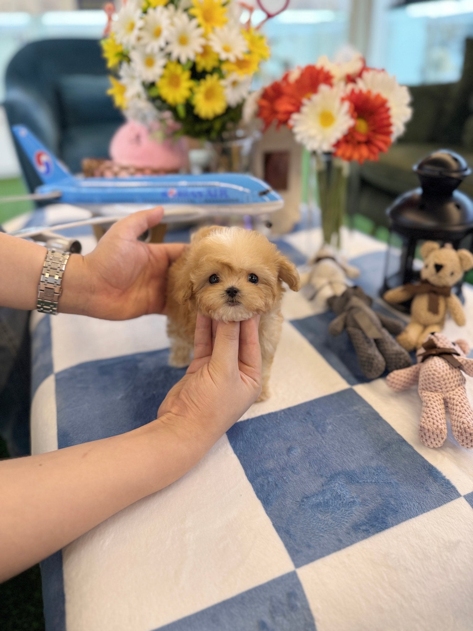 Maltipoo - Cloudy(Male) - Beautiful puppy teacup puppy with adorable features available for adoption from Velydog