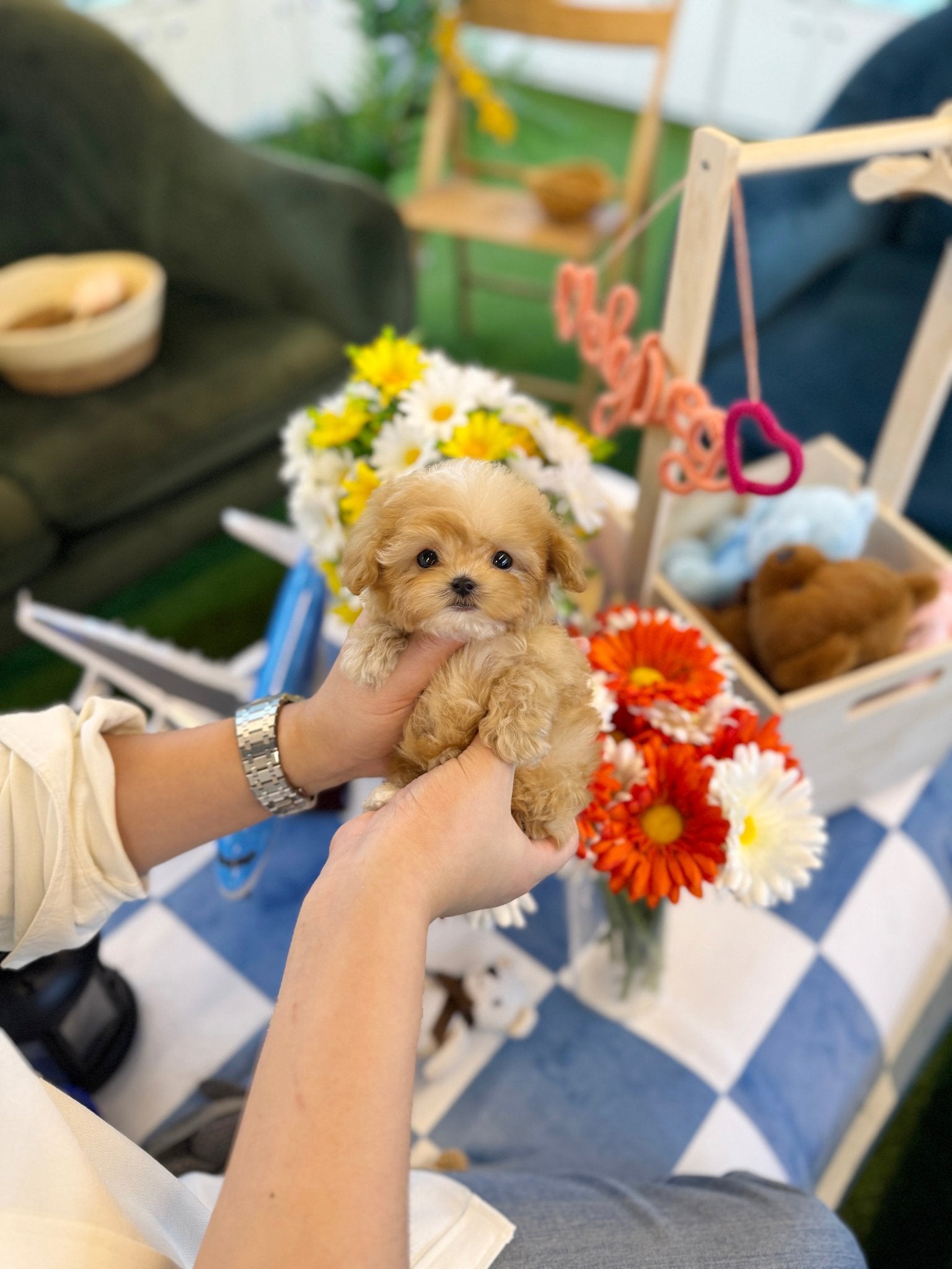 Maltipoo - Cloudy(Male) - Beautiful puppy teacup puppy with adorable features available for adoption from Velydog