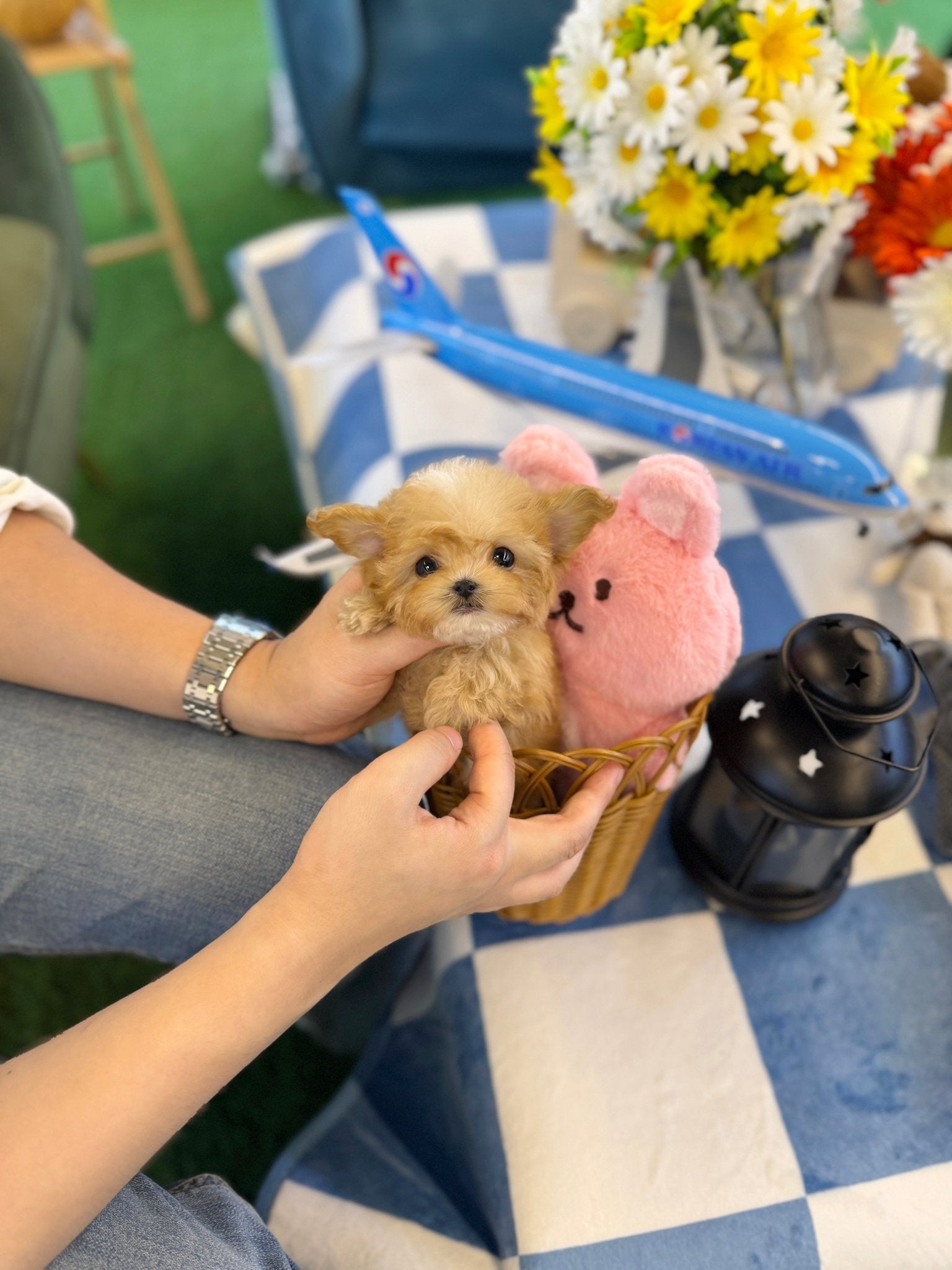 Maltipoo - Cloudy(Male) - Beautiful puppy teacup puppy with adorable features available for adoption from Velydog