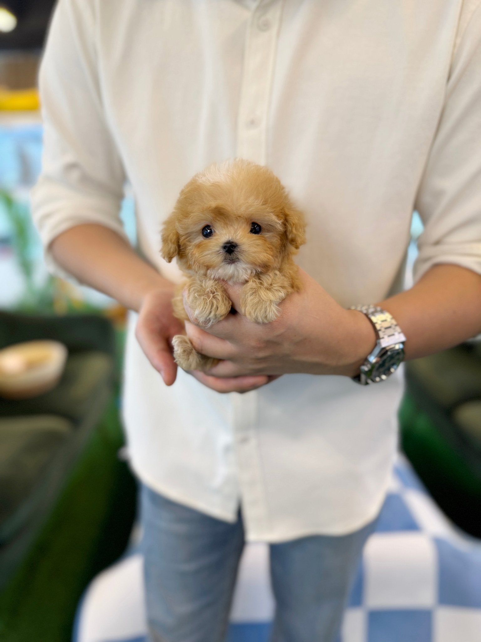 Maltipoo - Cloudy(Male) - Beautiful puppy teacup puppy with adorable features available for adoption from Velydog