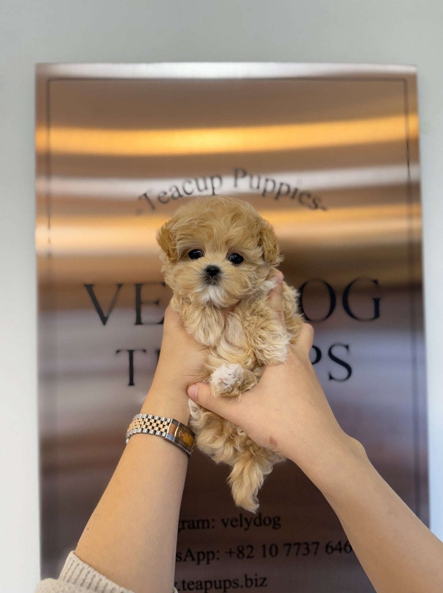 Maltipoo - Cornchip(Female) - Beautiful puppy teacup puppy with adorable features available for adoption from Velydog