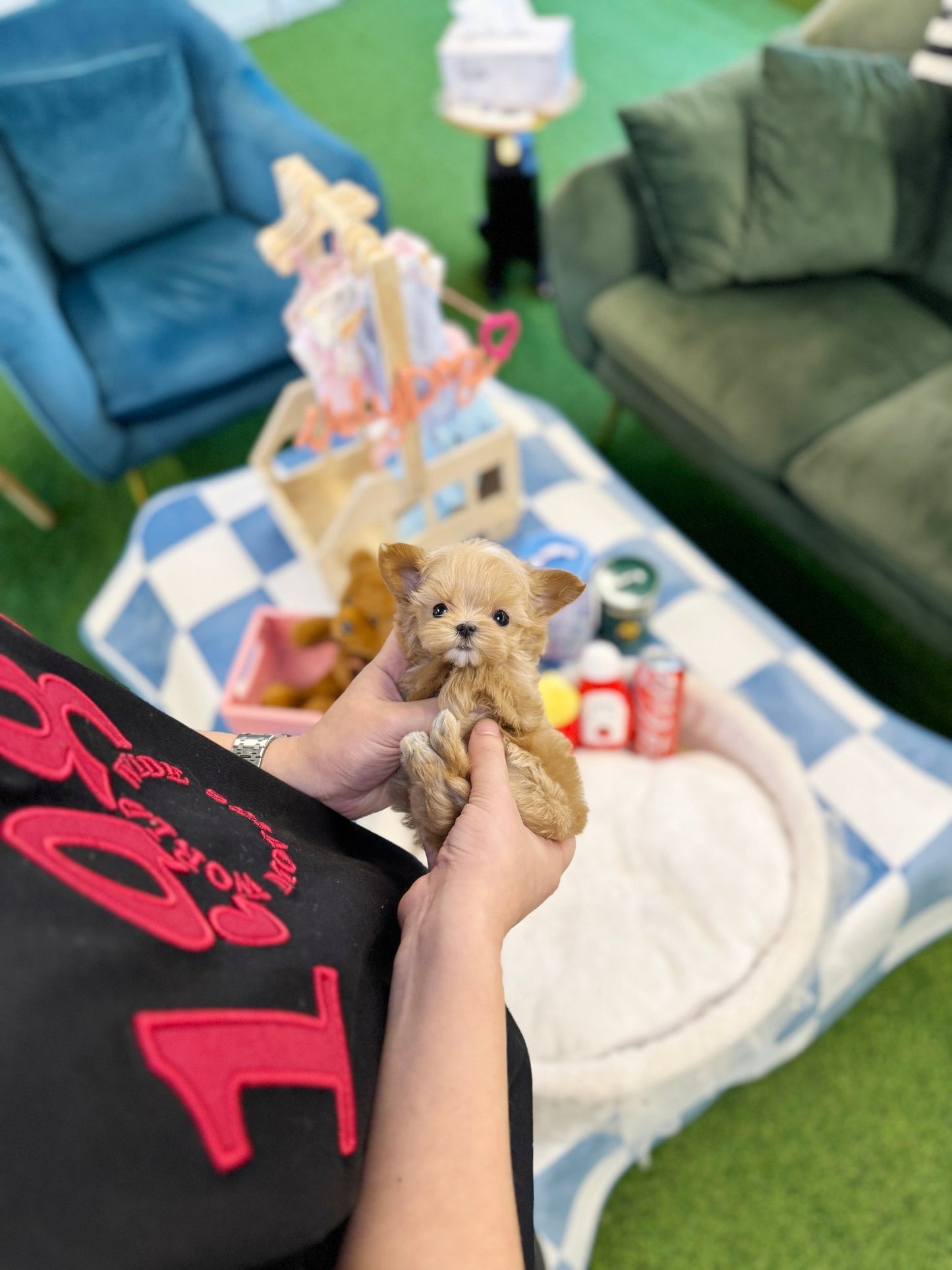 Maltipoo - Dana(Female) - Beautiful puppy teacup puppy with adorable features available for adoption from Velydog