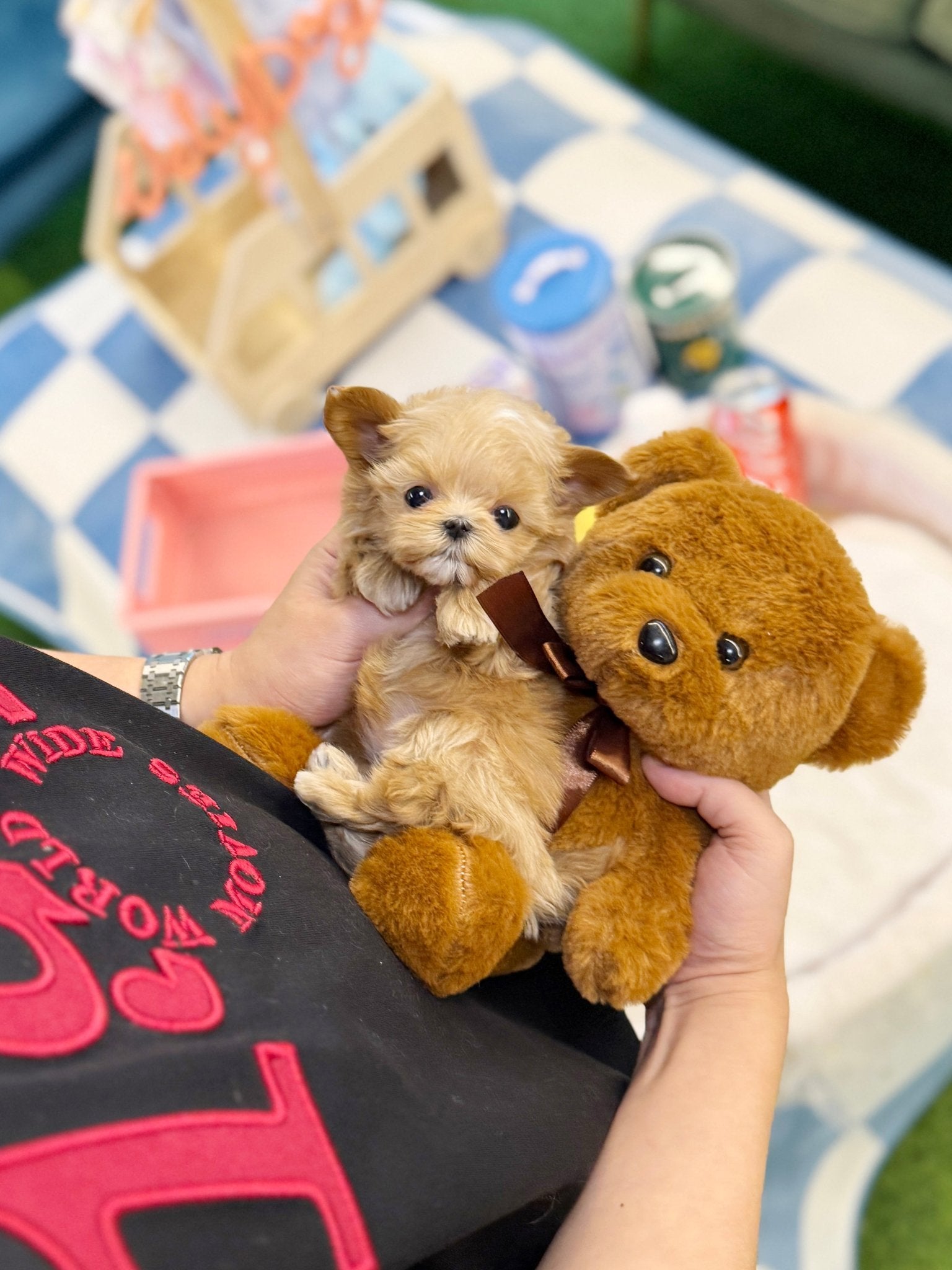 Maltipoo - Dana(Female) - Beautiful puppy teacup puppy with adorable features available for adoption from Velydog