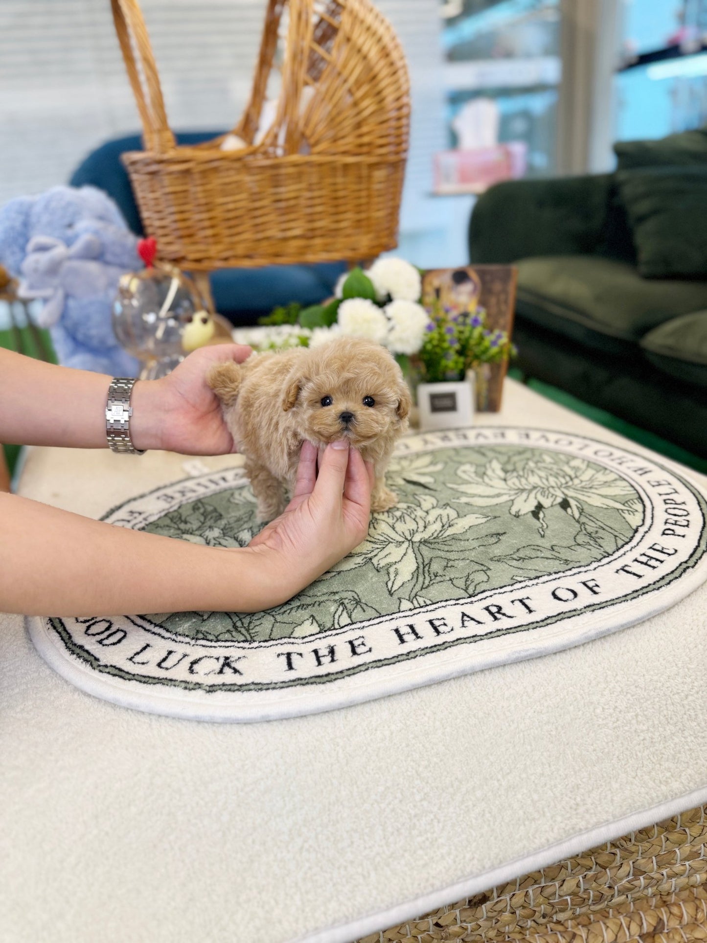 Maltipoo - Daon(Male) - Beautiful puppy teacup puppy with adorable features available for adoption from Velydog