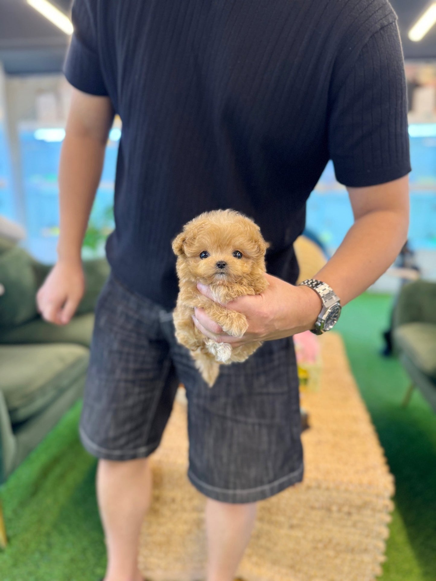 Maltipoo - Dove(Female) - Beautiful puppy teacup puppy with adorable features available for adoption from Velydog