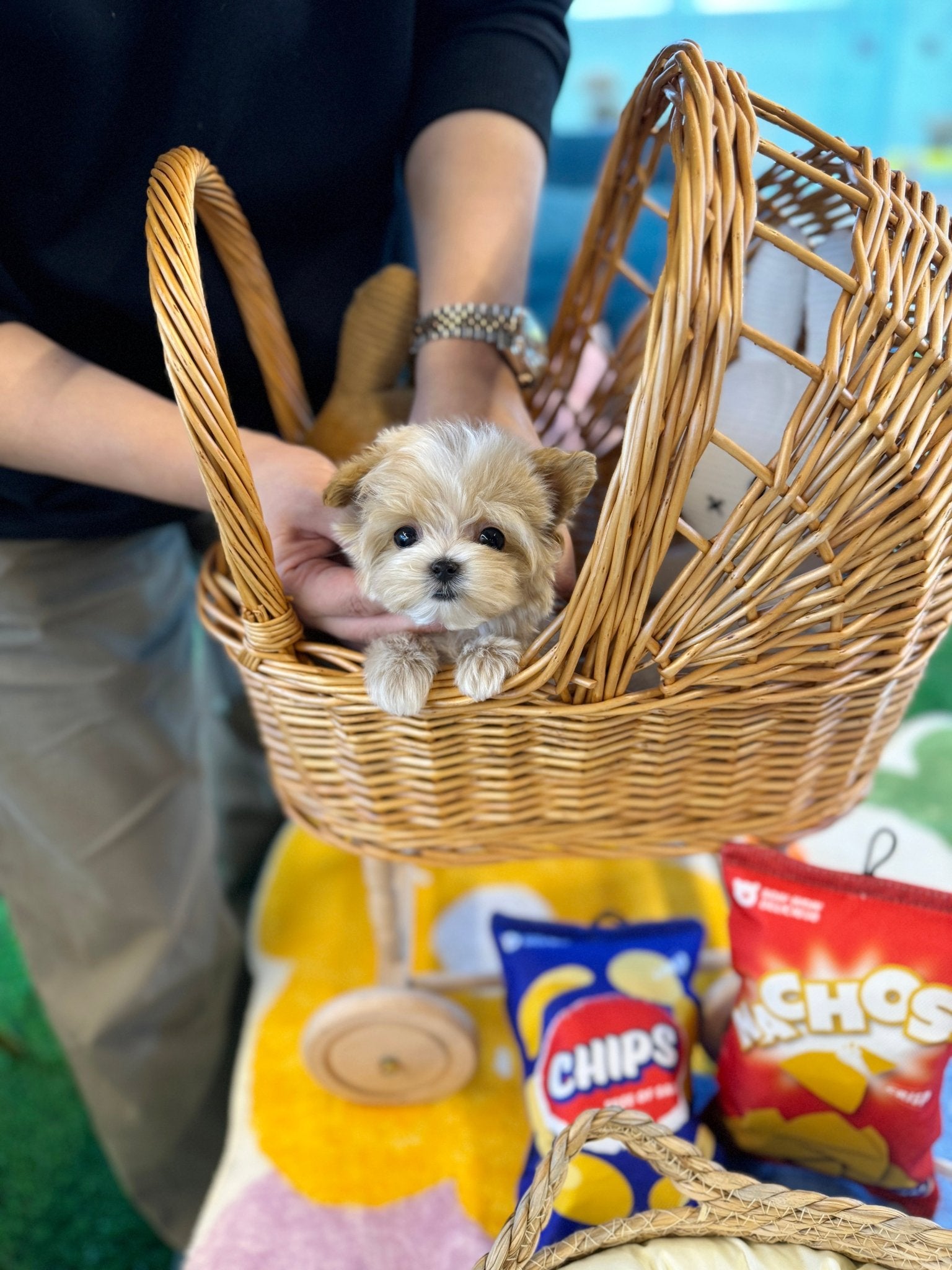 Maltipoo - Egg(Male) - Beautiful puppy teacup puppy with adorable features available for adoption from Velydog