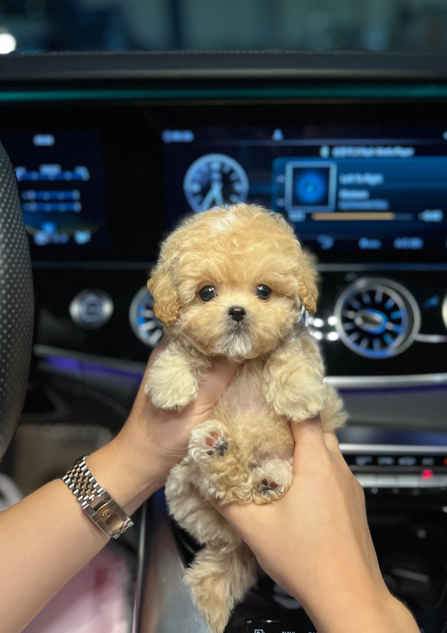 Maltipoo - Ford(Male) - Beautiful puppy teacup puppy with adorable features available for adoption from Velydog
