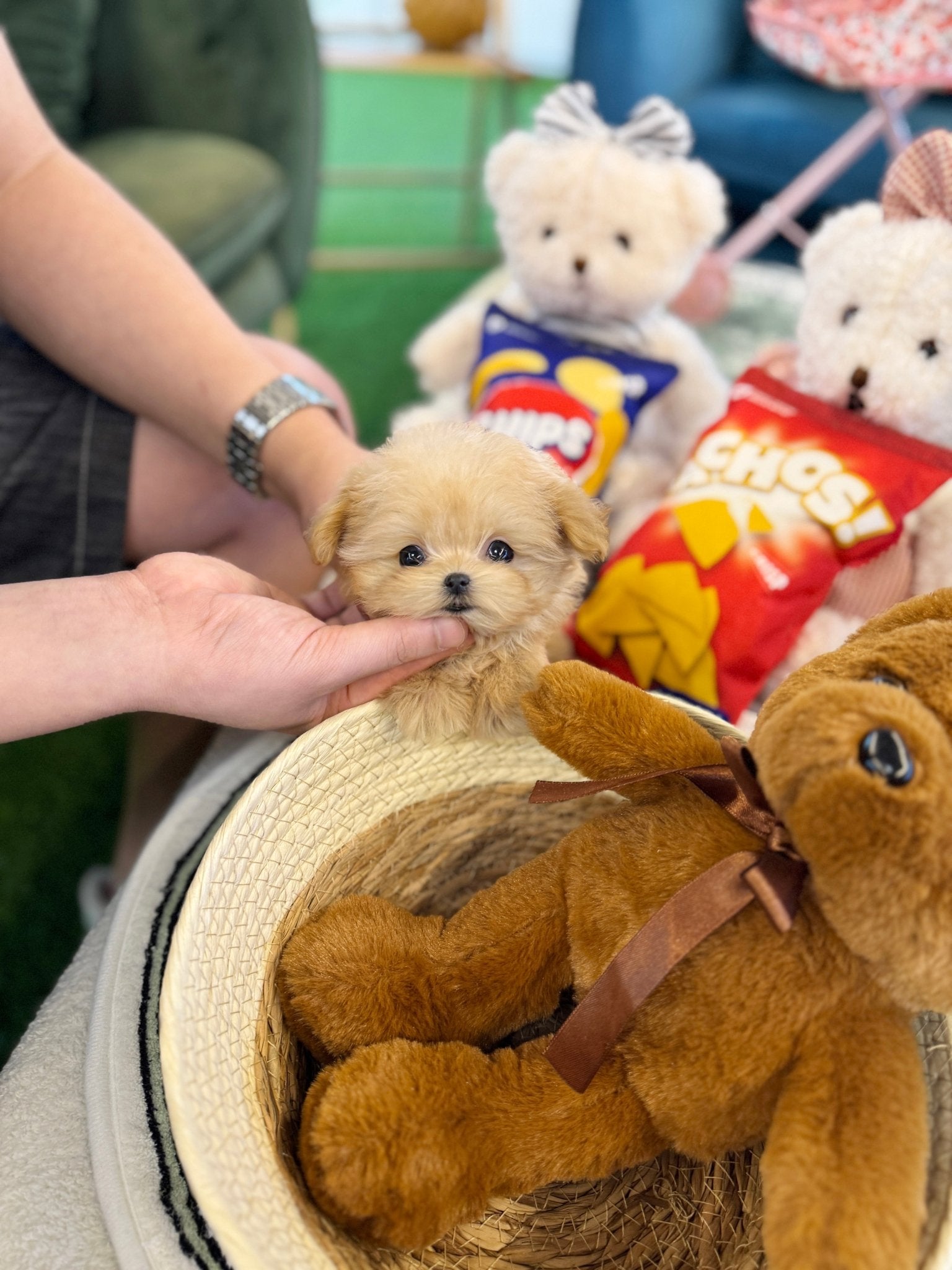Maltipoo - Gabi(Female) - Beautiful puppy teacup puppy with adorable features available for adoption from Velydog