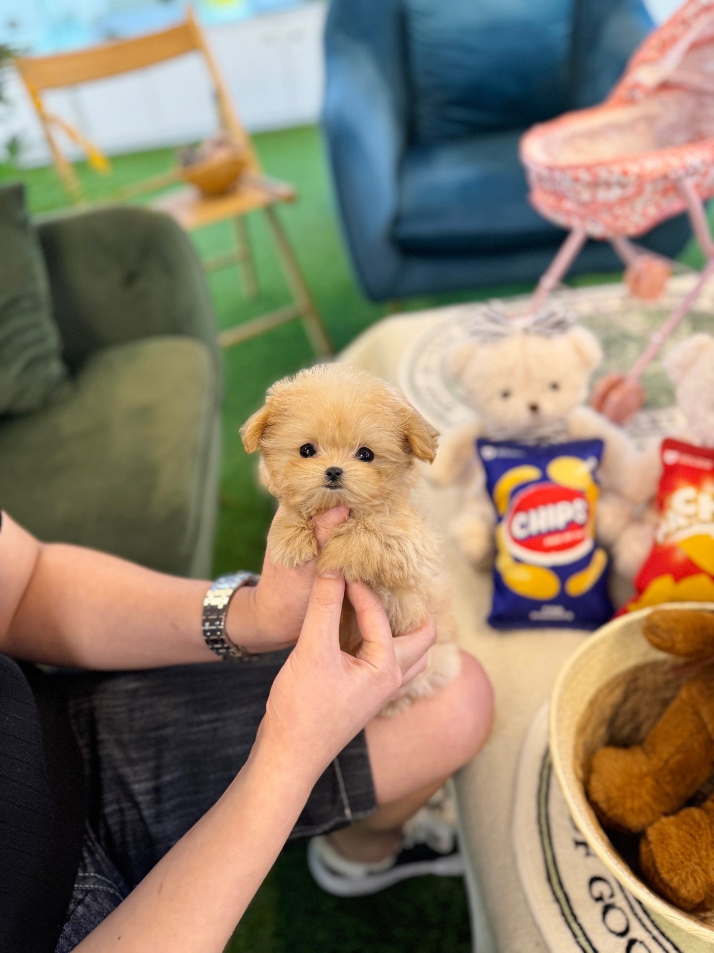 Maltipoo - Gabi(Female) - Beautiful puppy teacup puppy with adorable features available for adoption from Velydog