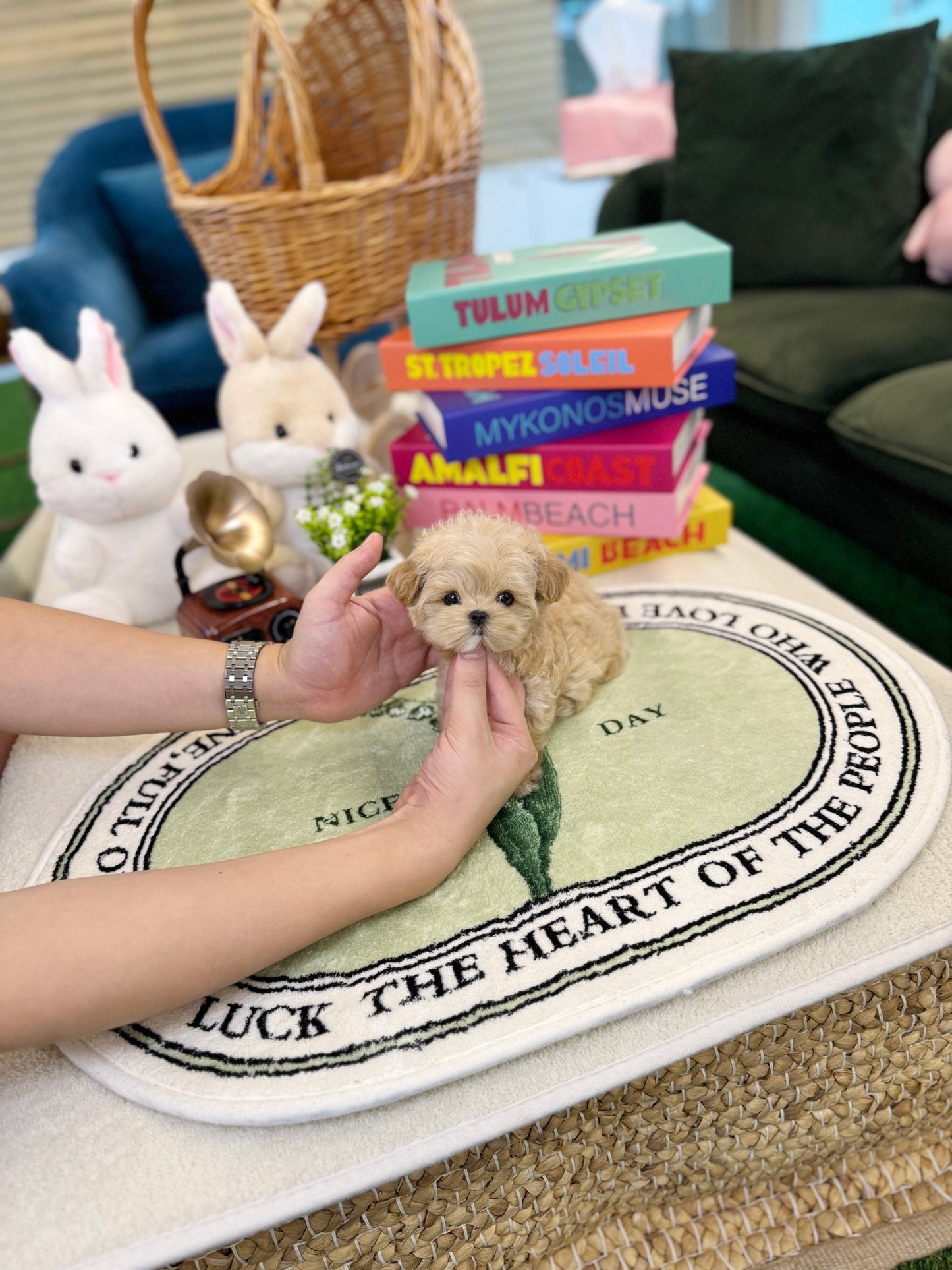 Maltipoo - Gracie(Female) - Beautiful puppy teacup puppy with adorable features available for adoption from Velydog