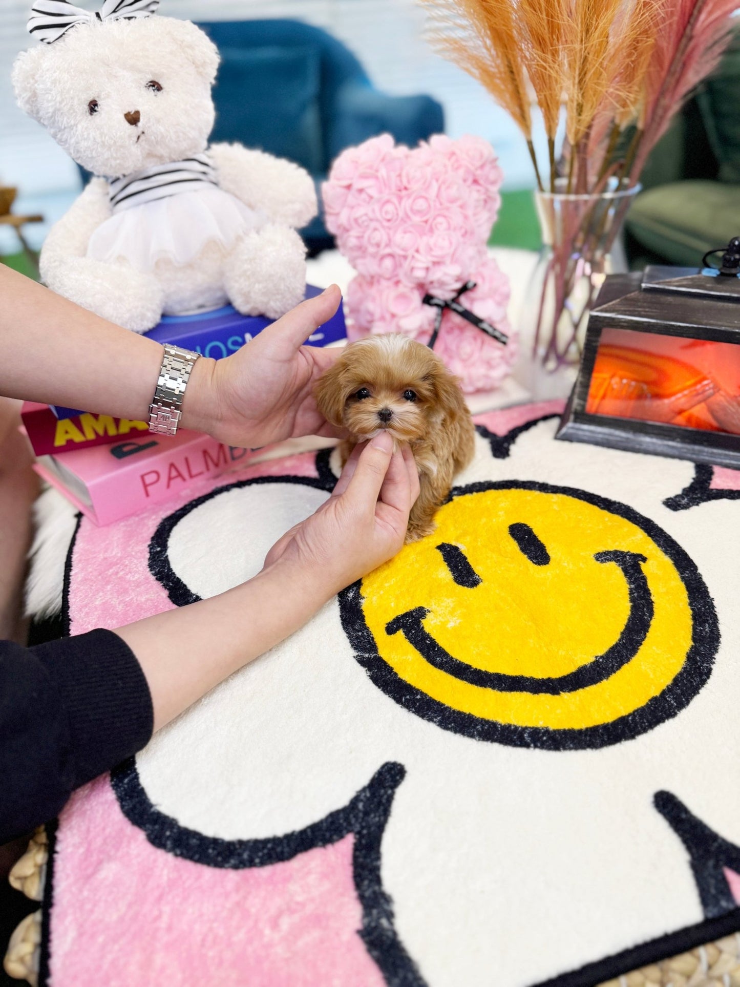 Maltipoo - Halo(Female) - Beautiful puppy teacup puppy with adorable features available for adoption from Velydog