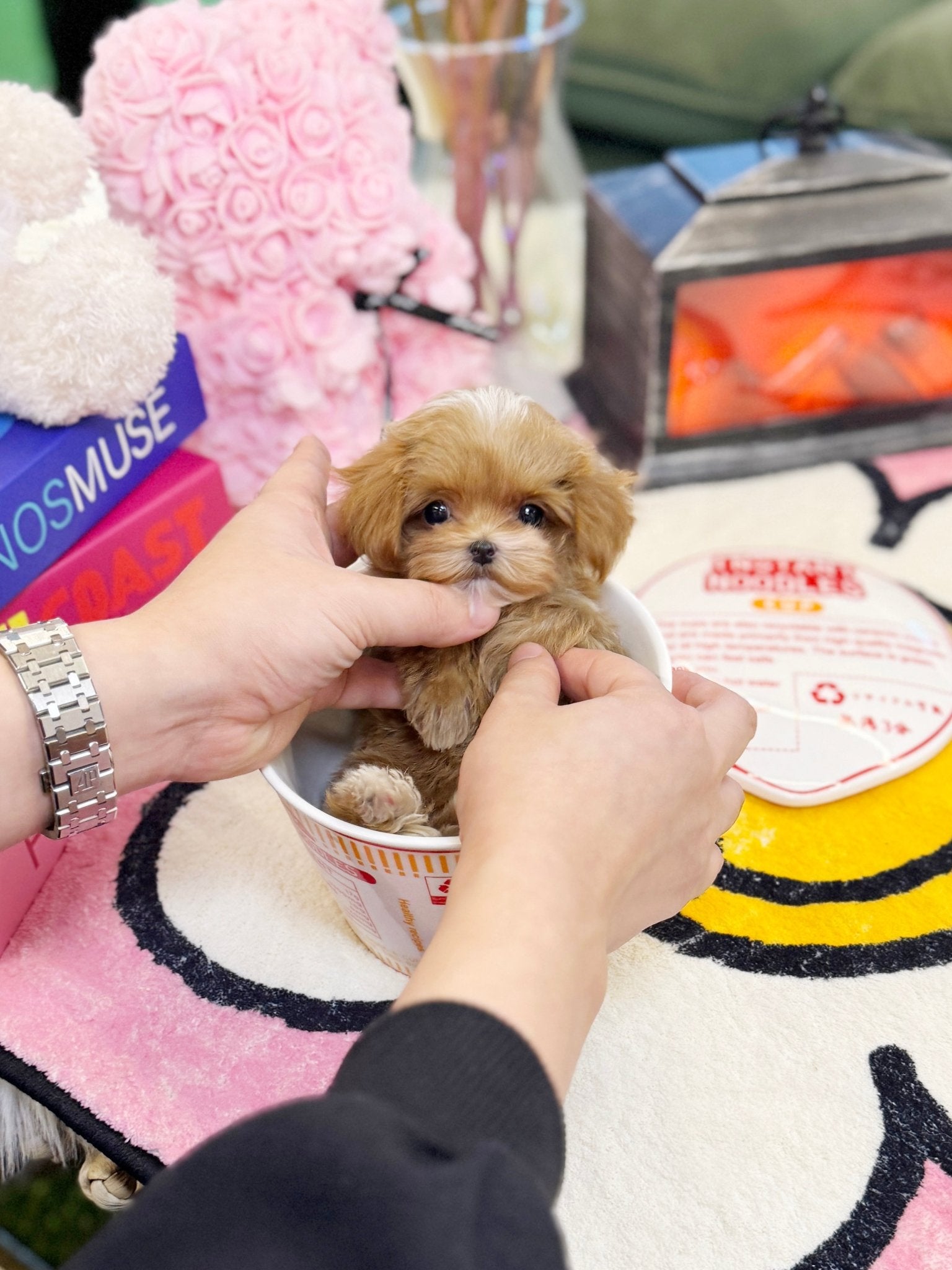 Maltipoo - Halo(Female) - Beautiful puppy teacup puppy with adorable features available for adoption from Velydog