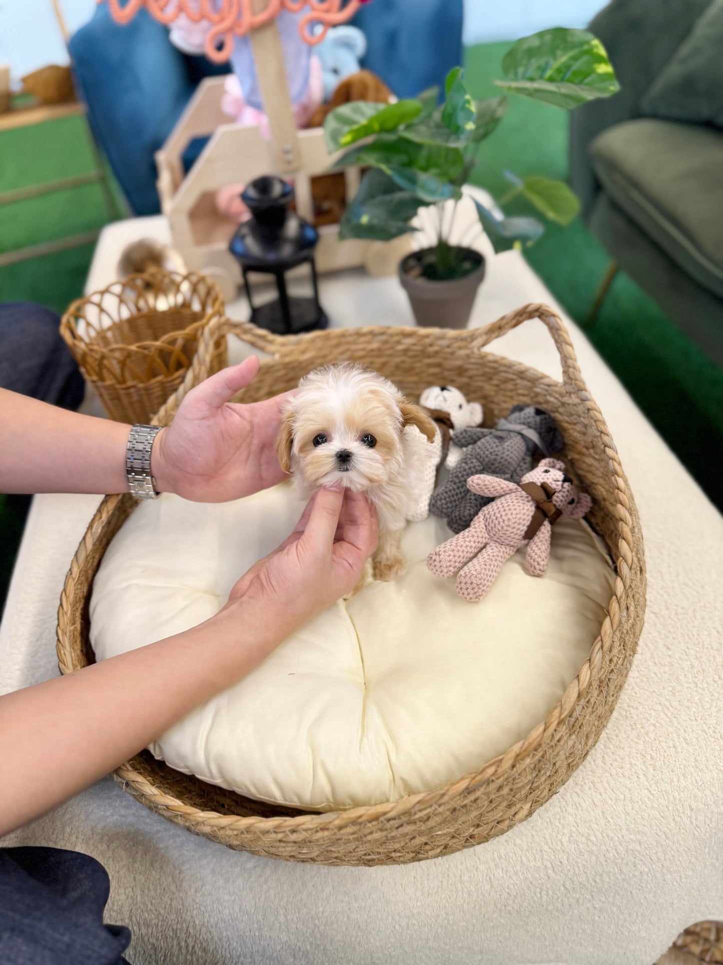 Maltipoo - Hanma(Male) - Beautiful puppy teacup puppy with adorable features available for adoption from Velydog