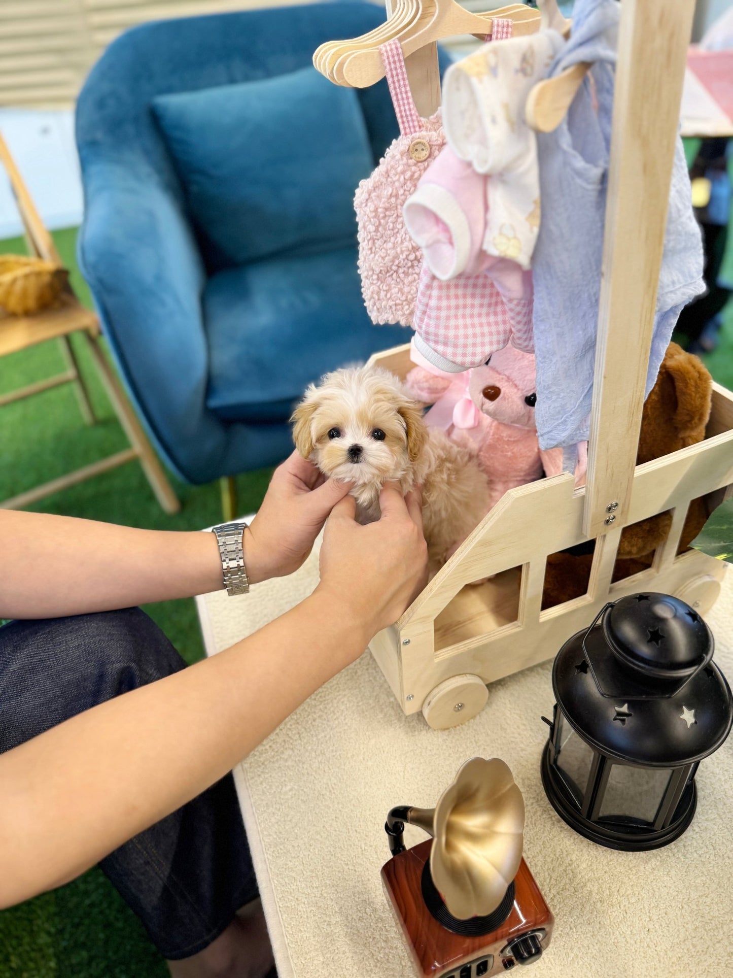 Maltipoo - Hanma(Male) - Beautiful puppy teacup puppy with adorable features available for adoption from Velydog
