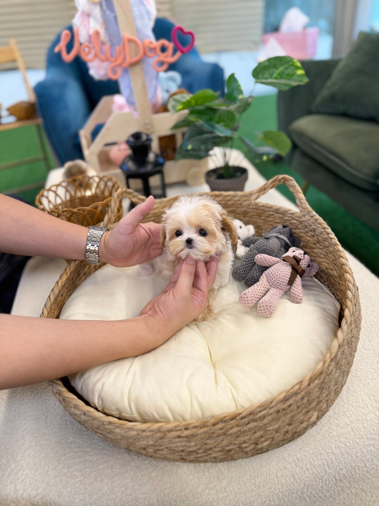 Maltipoo - Hanma(Male) - Beautiful puppy teacup puppy with adorable features available for adoption from Velydog