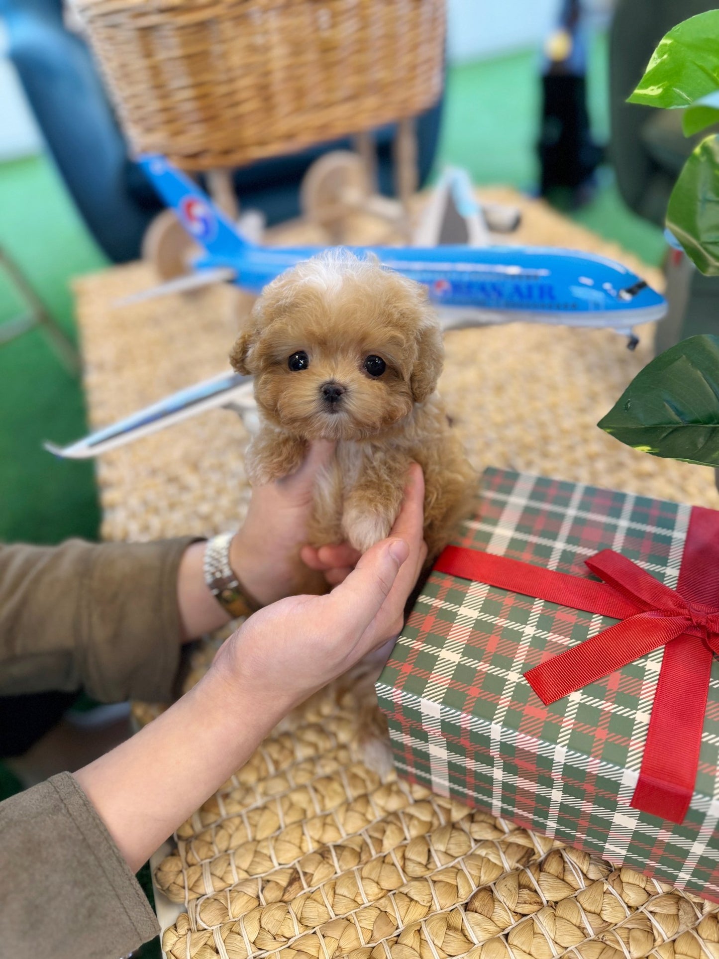 Maltipoo - Hockey(Male) - Beautiful puppy teacup puppy with adorable features available for adoption from Velydog