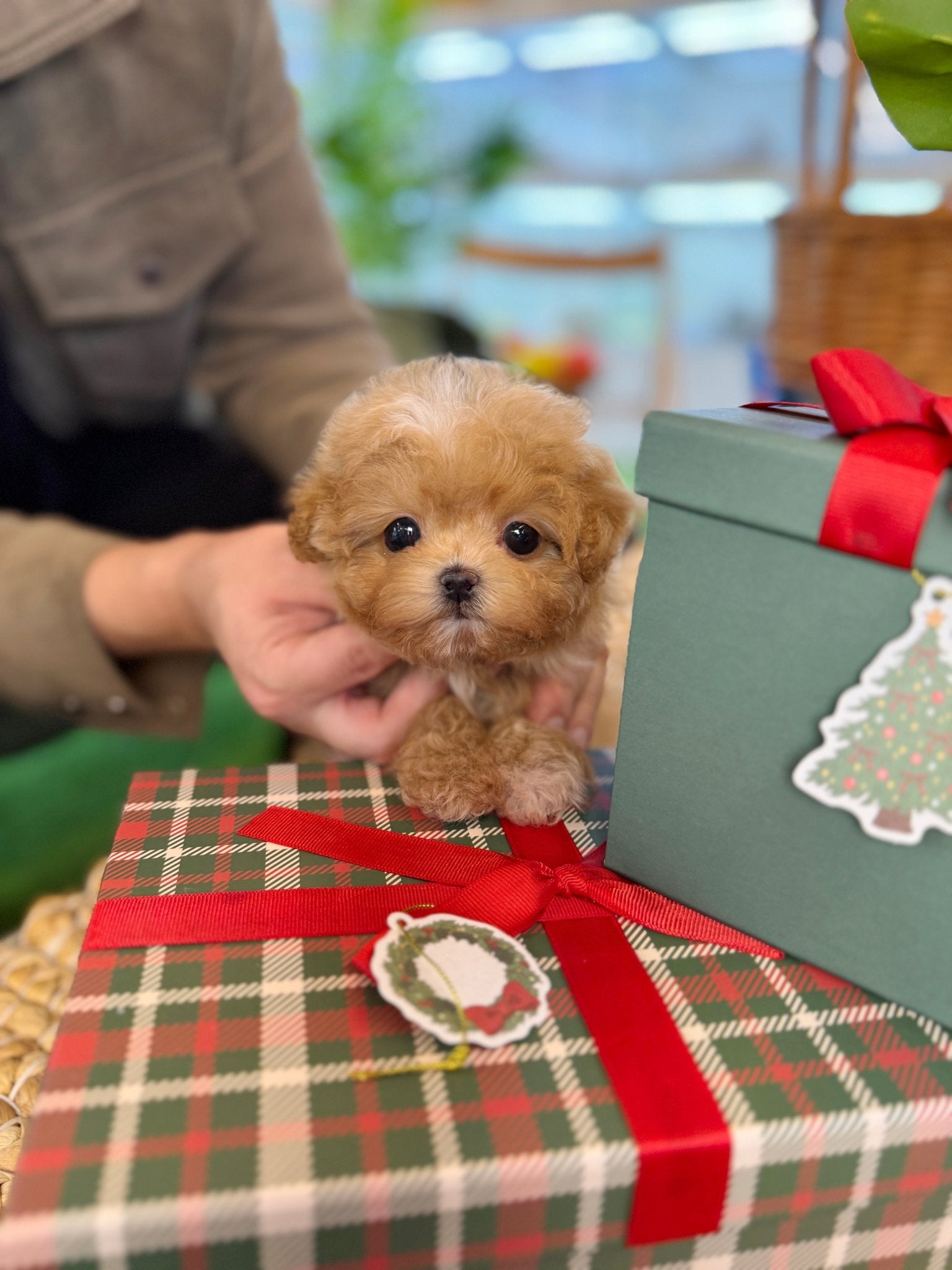 Maltipoo - Hockey(Male) - Beautiful puppy teacup puppy with adorable features available for adoption from Velydog
