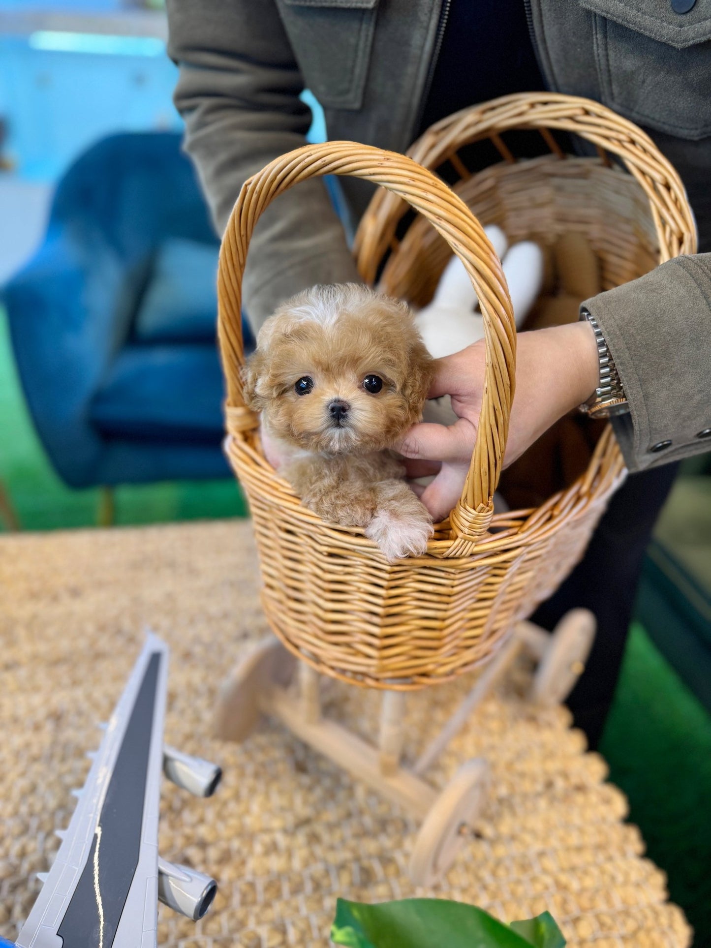 Maltipoo - Hockey(Male) - Beautiful puppy teacup puppy with adorable features available for adoption from Velydog