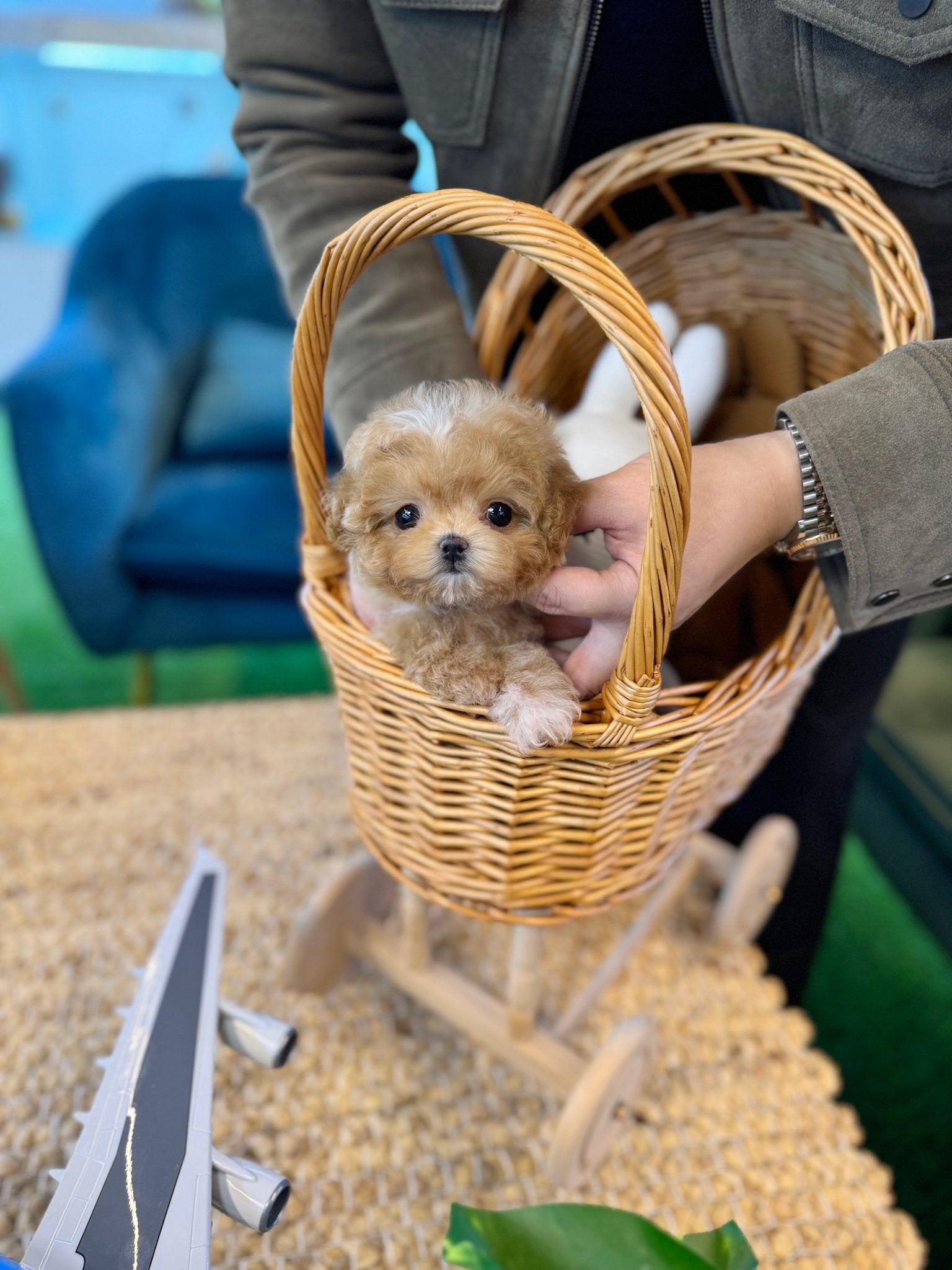 Maltipoo - Hockey(Male) - Beautiful puppy teacup puppy with adorable features available for adoption from Velydog