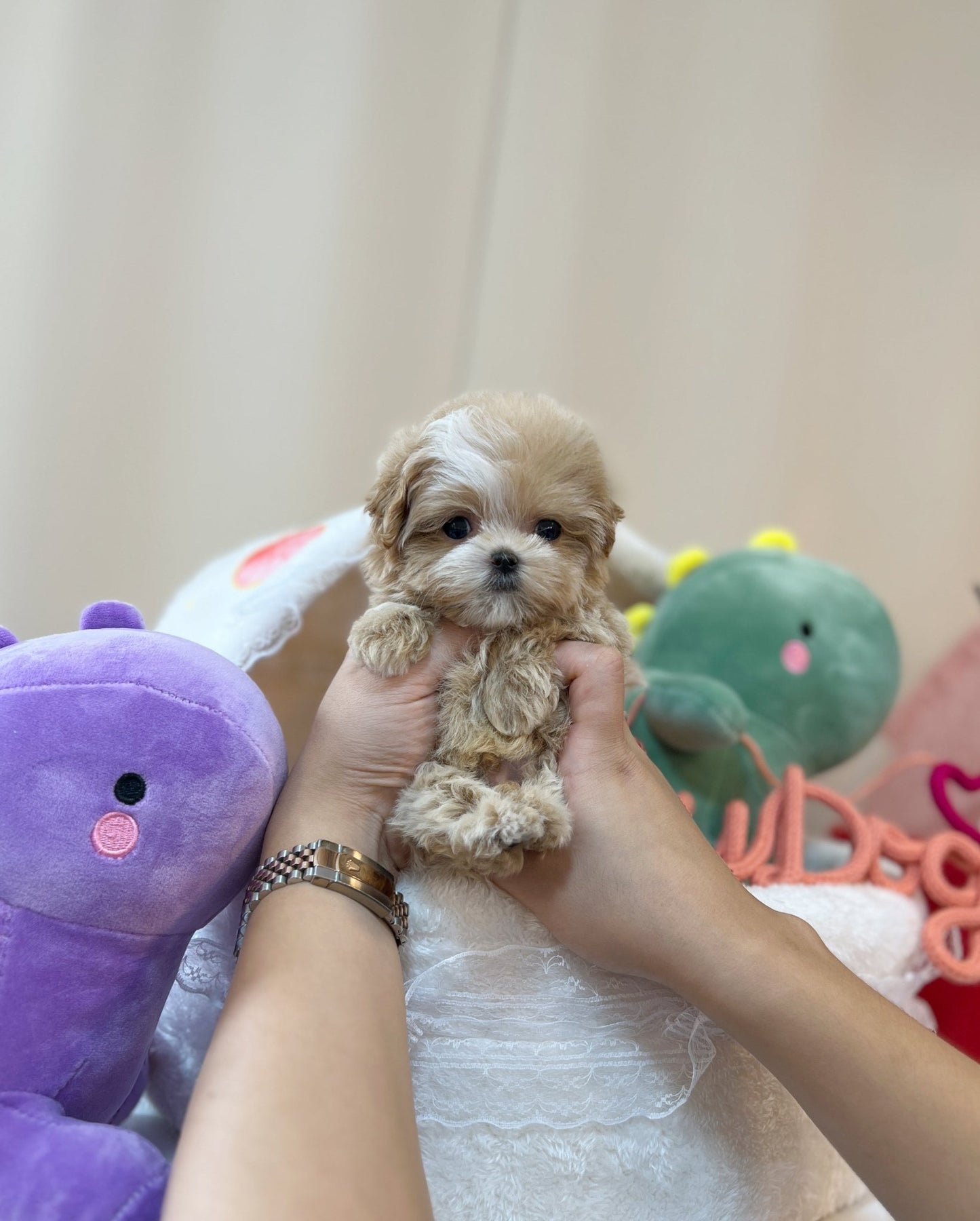 Maltipoo - Joseph(Male) - Beautiful puppy teacup puppy with adorable features available for adoption from Velydog