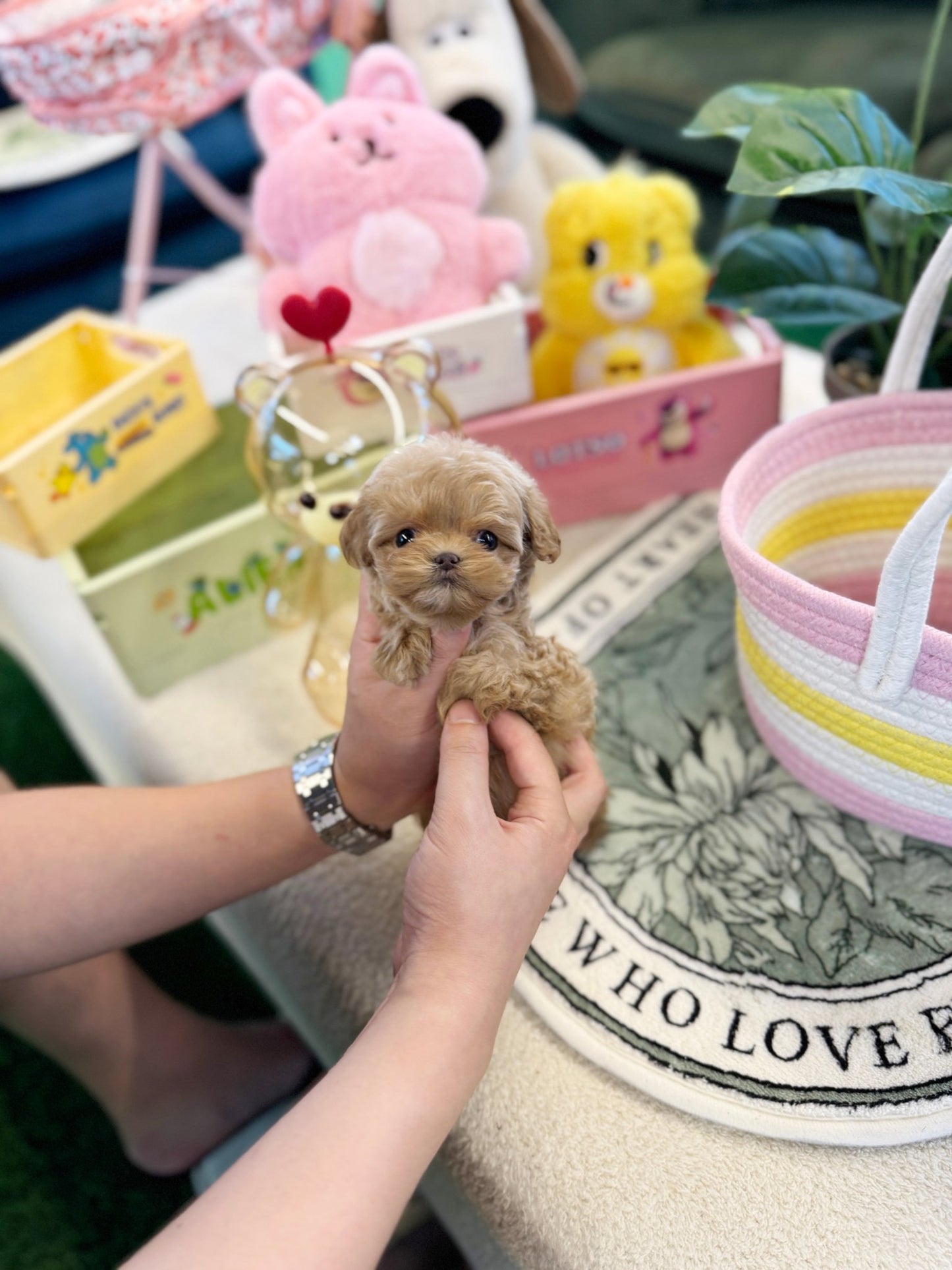 Maltipoo - Kelly(Female) - Beautiful puppy teacup puppy with adorable features available for adoption from Velydog