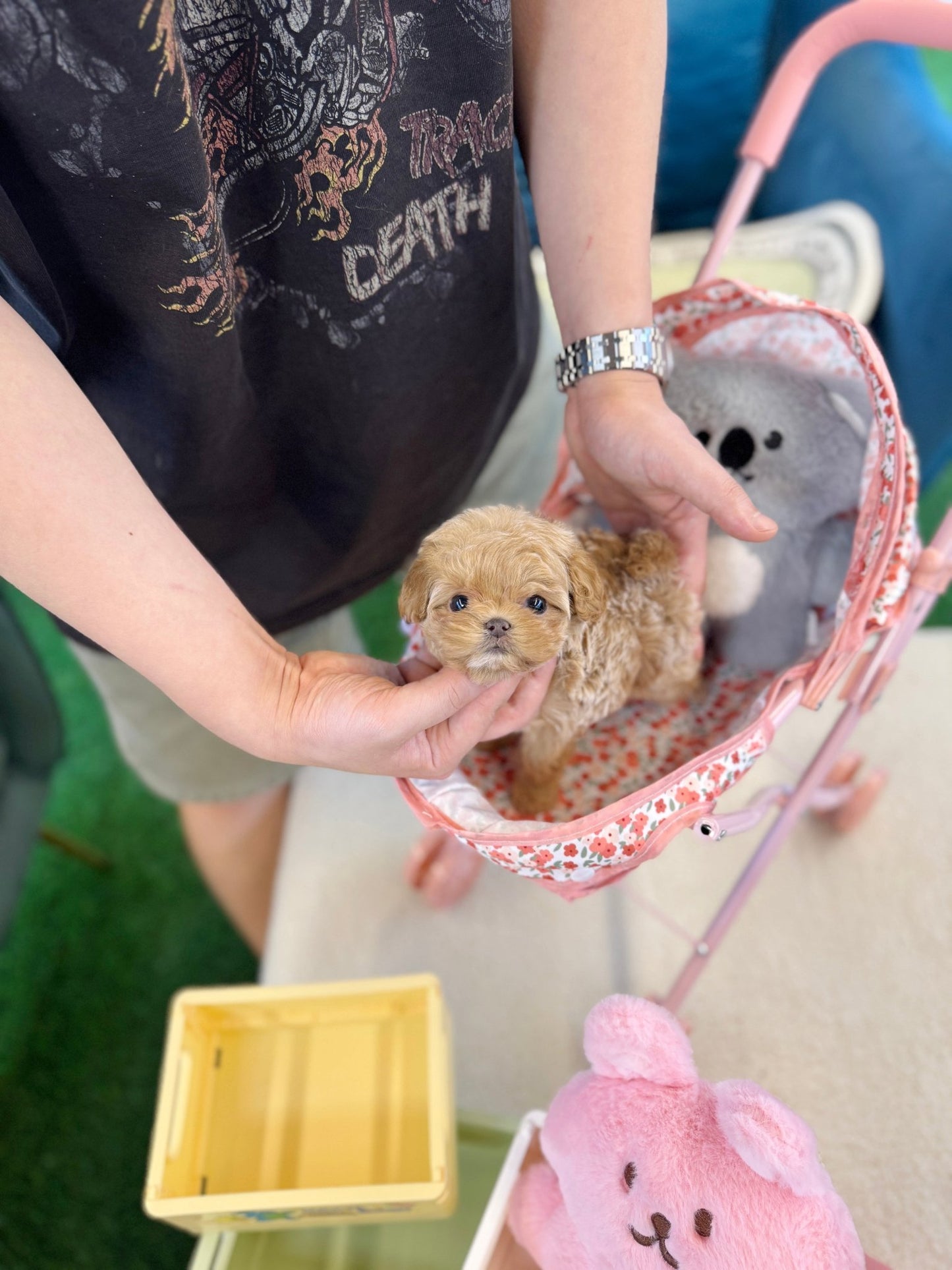 Maltipoo - Kelly(Female) - Beautiful puppy teacup puppy with adorable features available for adoption from Velydog