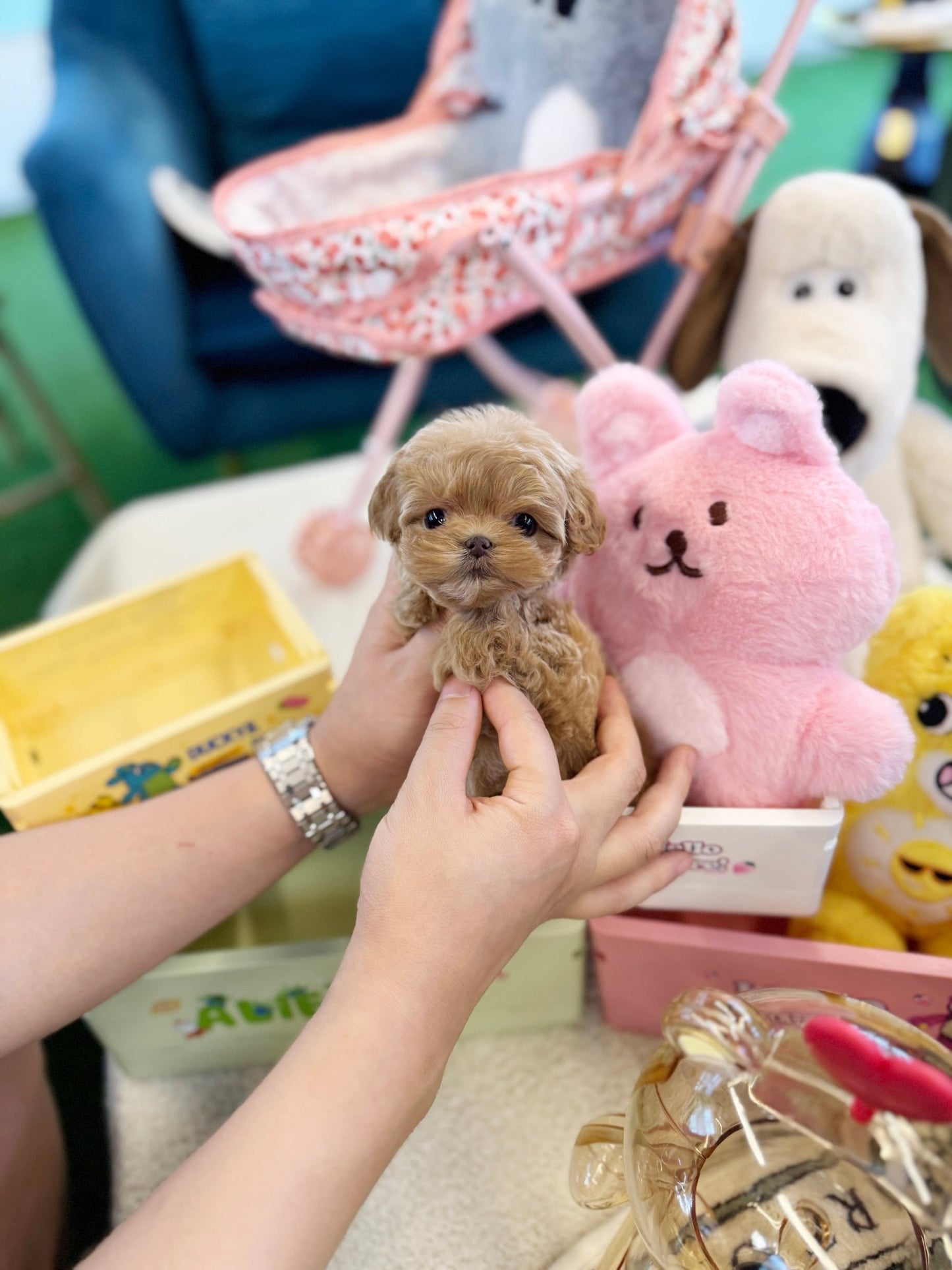 Maltipoo - Kelly(Female) - Beautiful puppy teacup puppy with adorable features available for adoption from Velydog