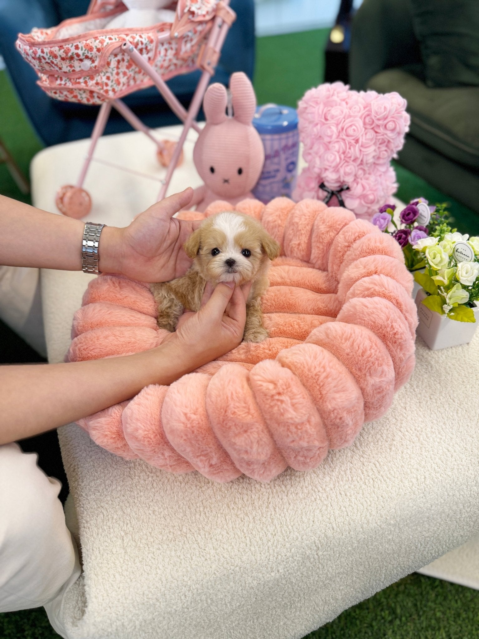 Maltipoo - Lacey(Female) - Beautiful puppy teacup puppy with adorable features available for adoption from Velydog