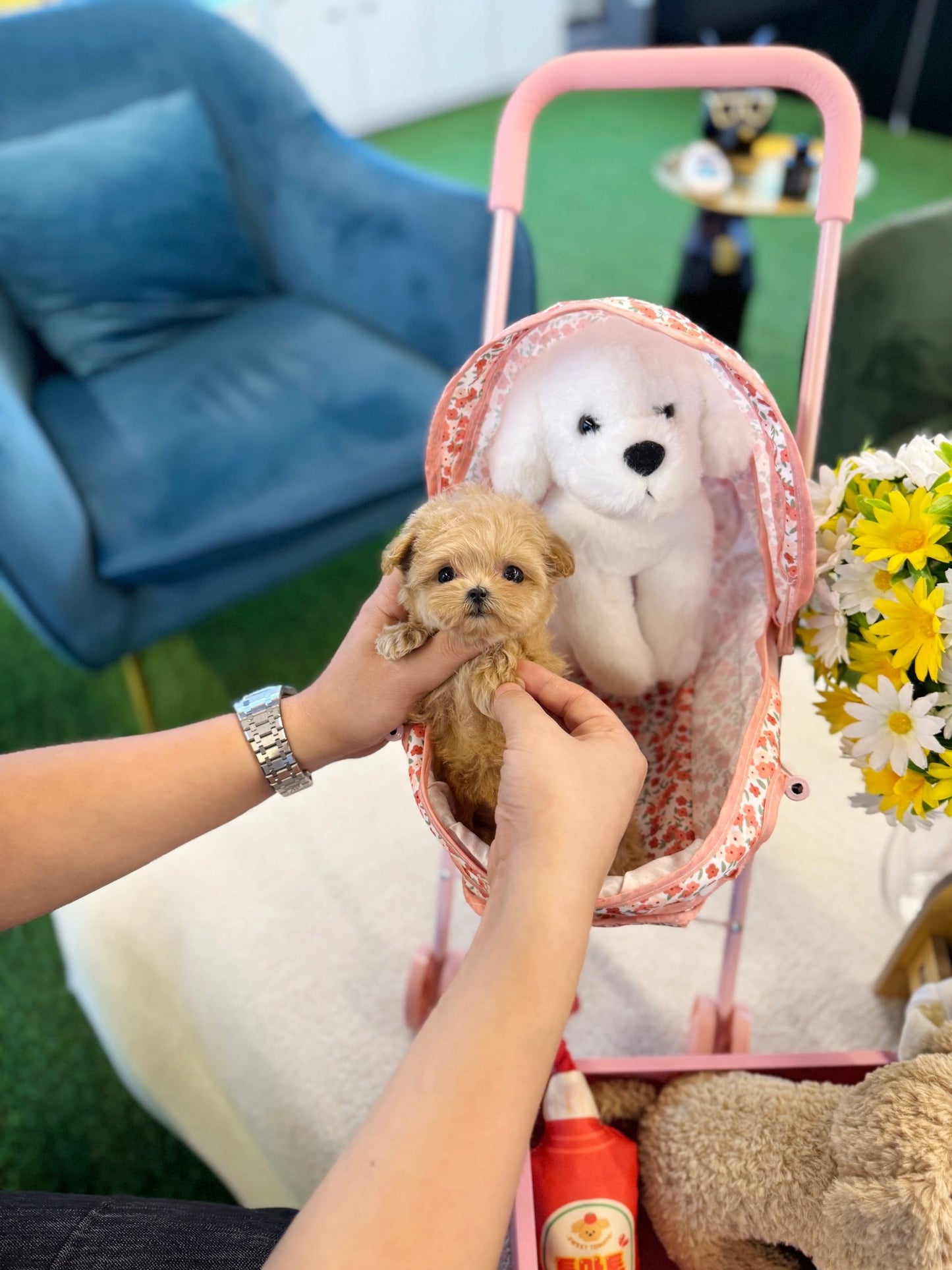 Maltipoo - Latin(Female) - Beautiful puppy teacup puppy with adorable features available for adoption from Velydog