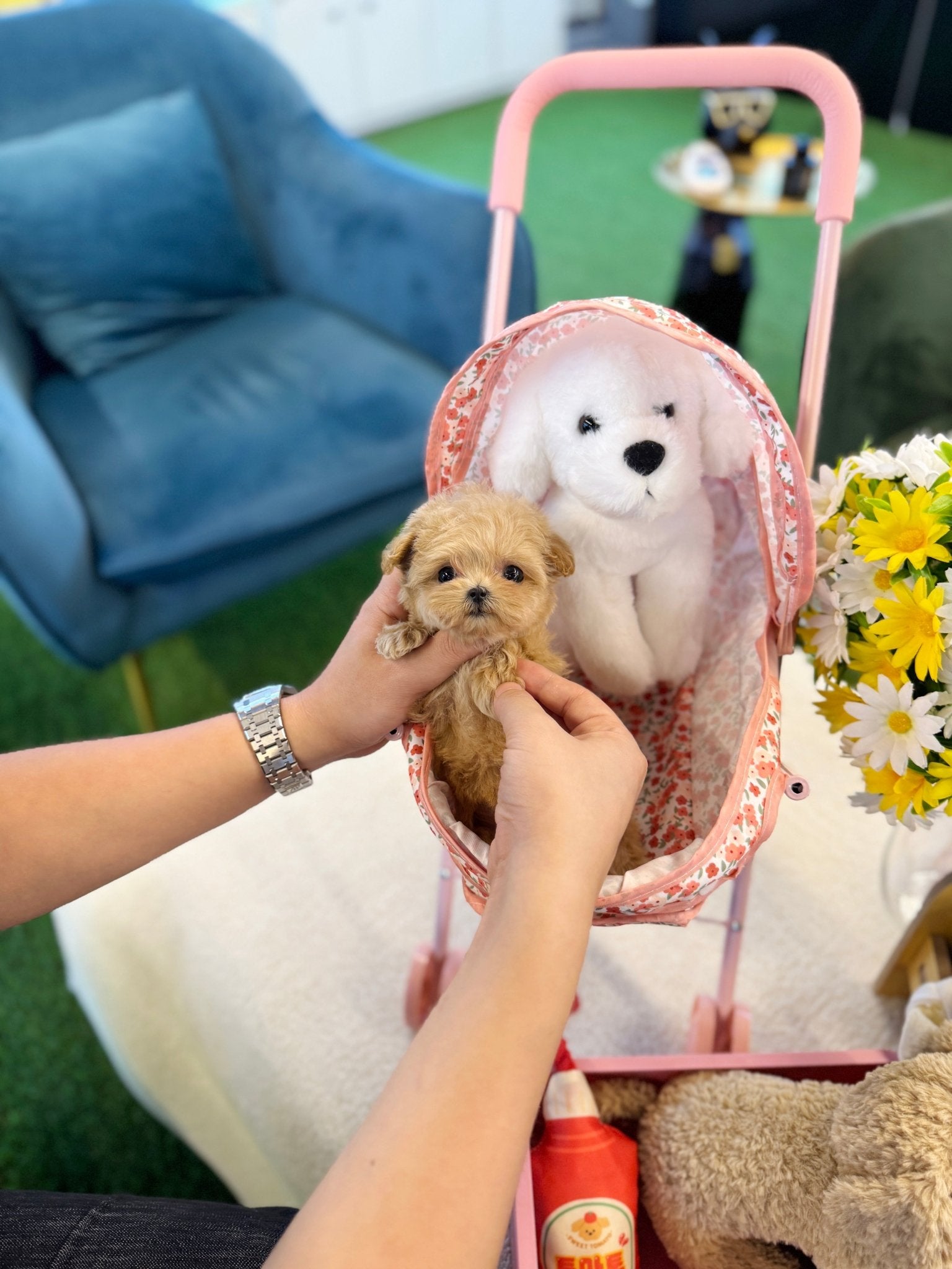 Maltipoo - Latin(Female) - Beautiful puppy teacup puppy with adorable features available for adoption from Velydog