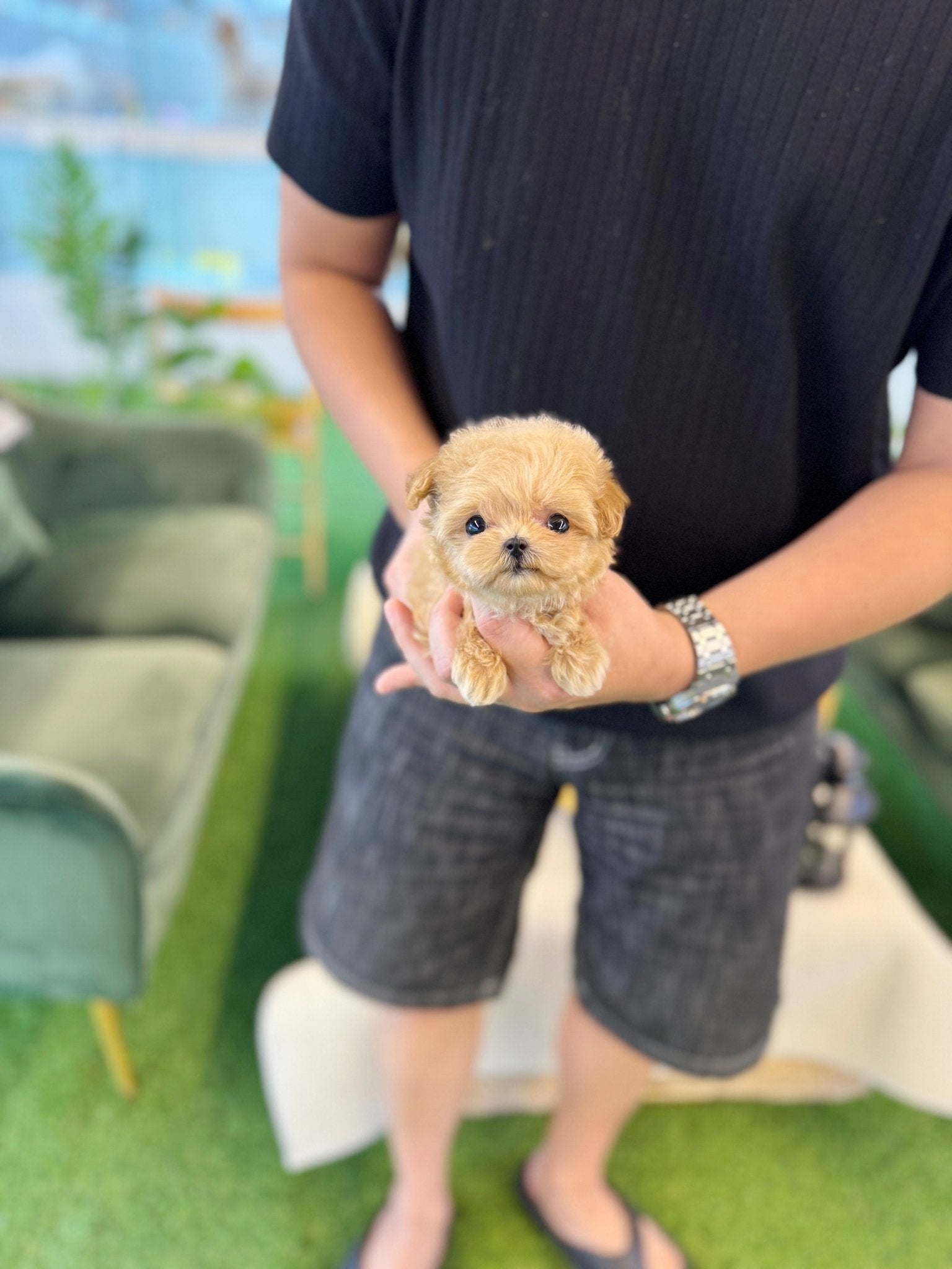 Maltipoo - Latin(Female) - Beautiful puppy teacup puppy with adorable features available for adoption from Velydog