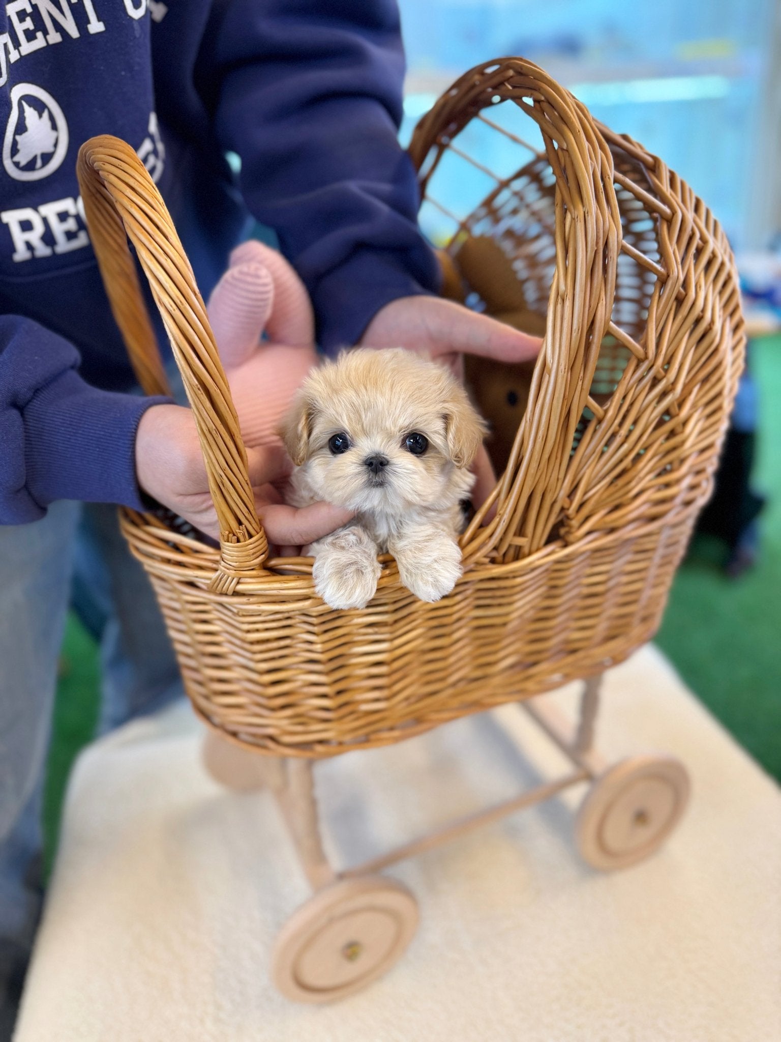 Maltipoo - Lemom(Female) - Beautiful puppy teacup puppy with adorable features available for adoption from Velydog