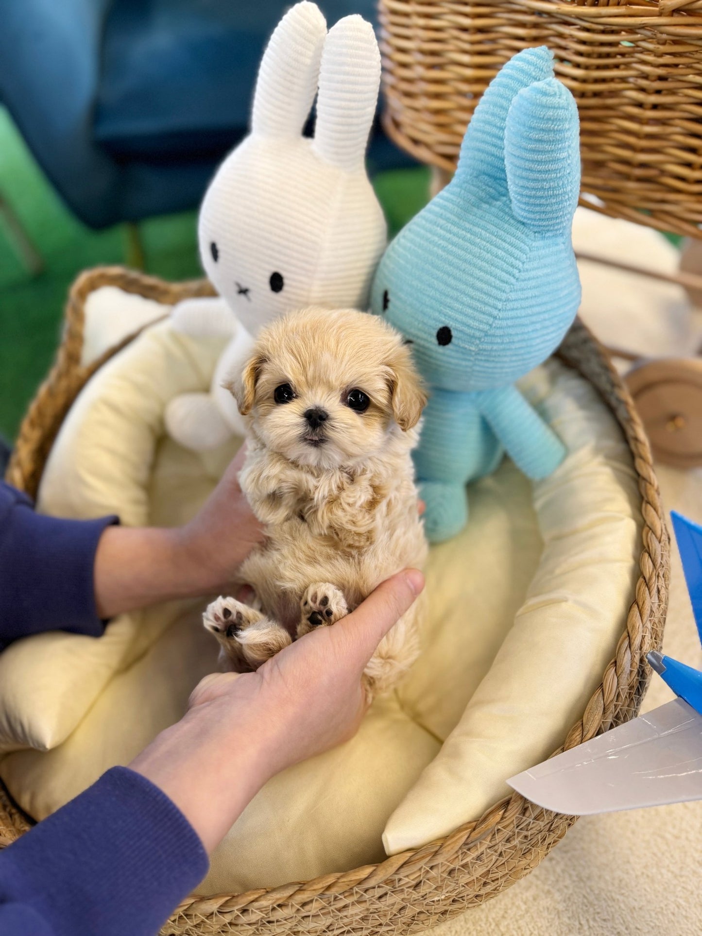 Maltipoo - Lemom(Female) - Beautiful puppy teacup puppy with adorable features available for adoption from Velydog