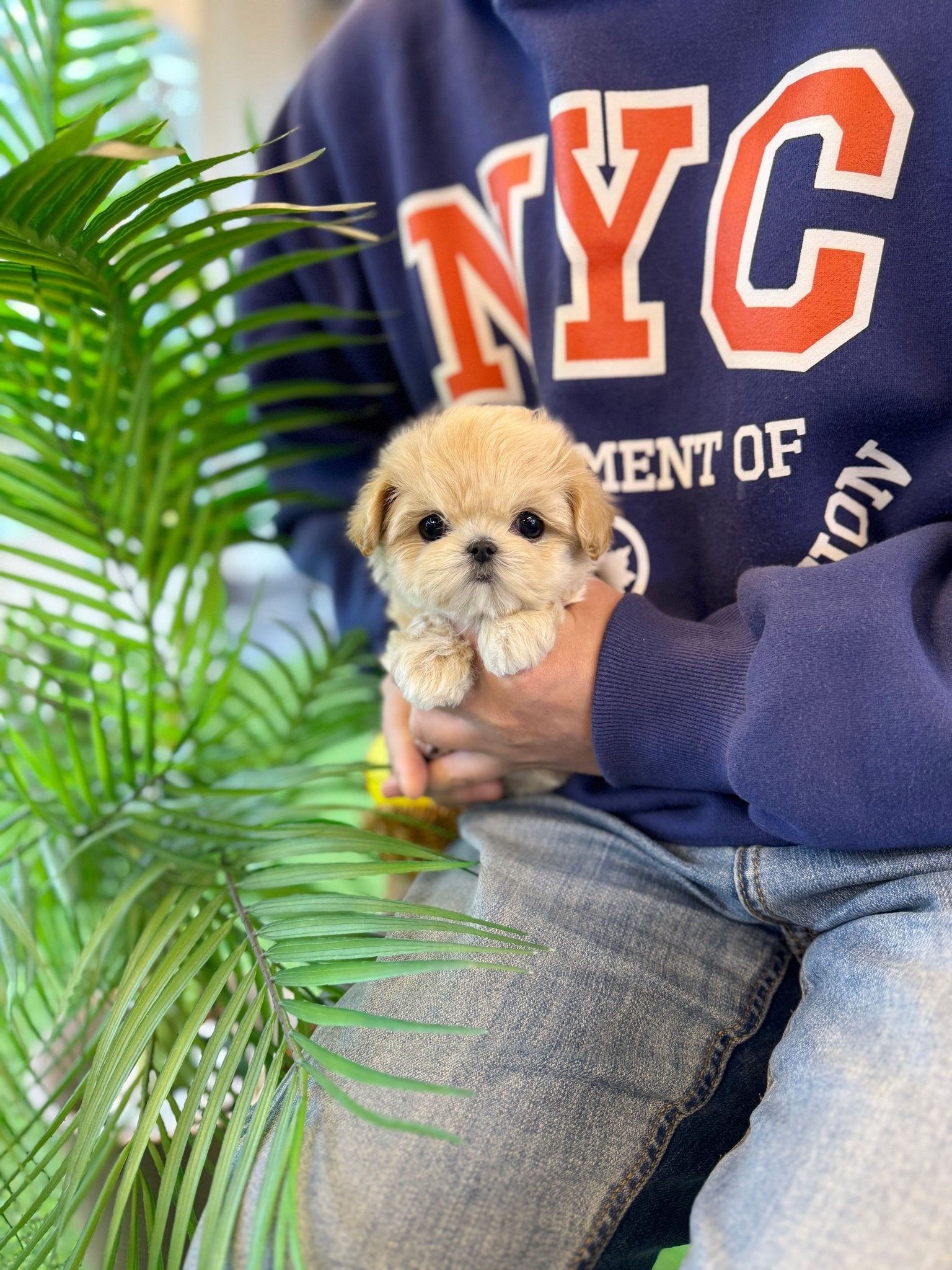 Maltipoo - Lemom(Female) - Beautiful puppy teacup puppy with adorable features available for adoption from Velydog