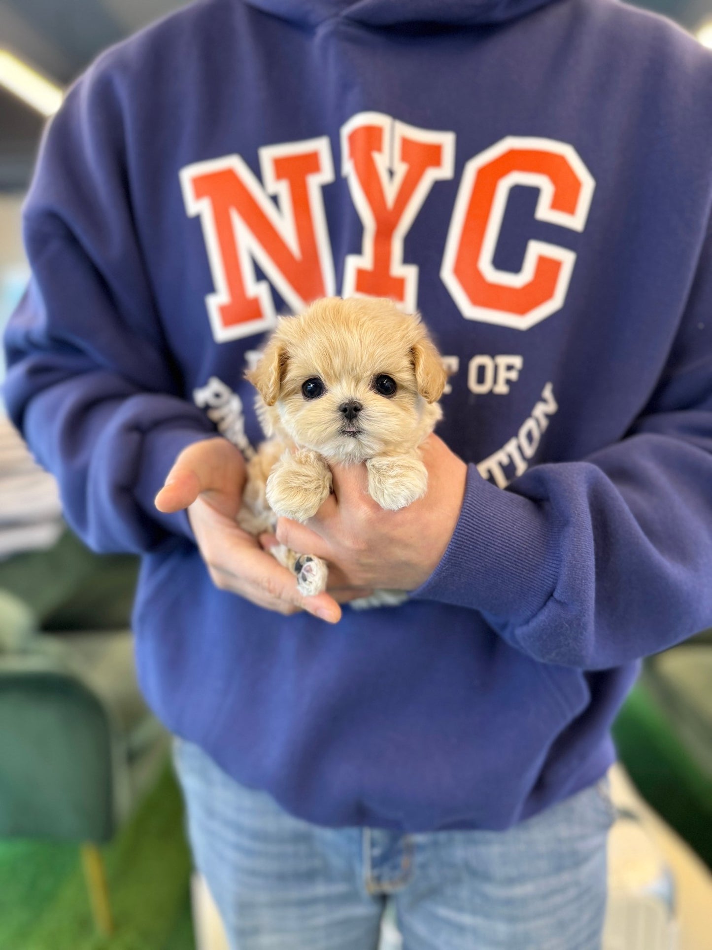 Maltipoo - Lemom(Female) - Beautiful puppy teacup puppy with adorable features available for adoption from Velydog