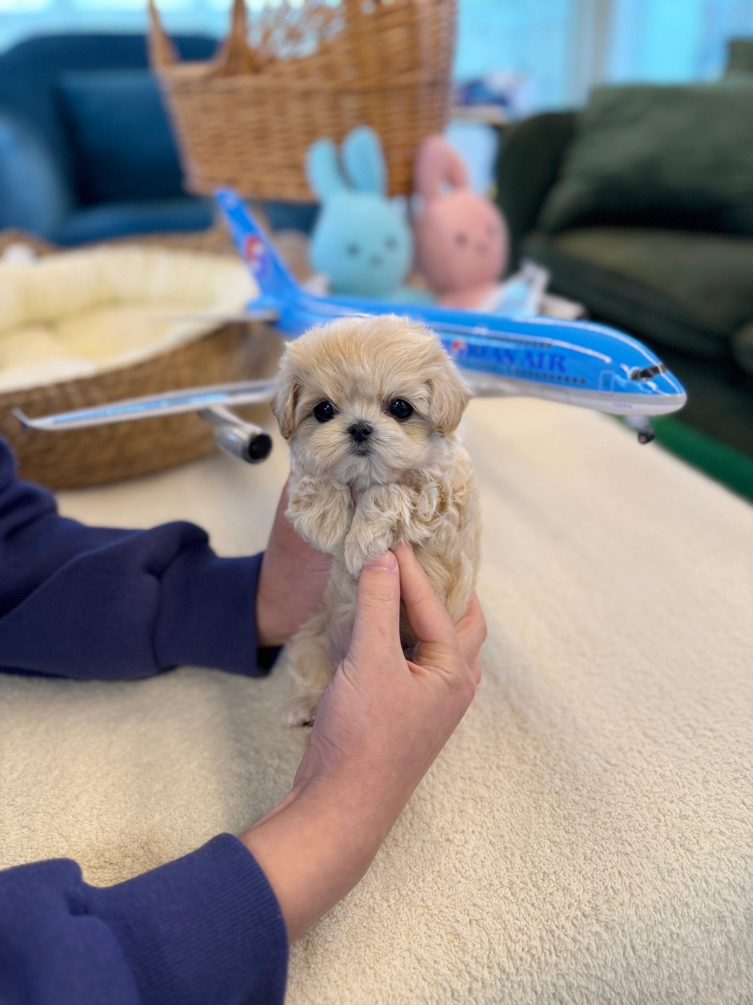Maltipoo - Lemom(Female) - Beautiful puppy teacup puppy with adorable features available for adoption from Velydog