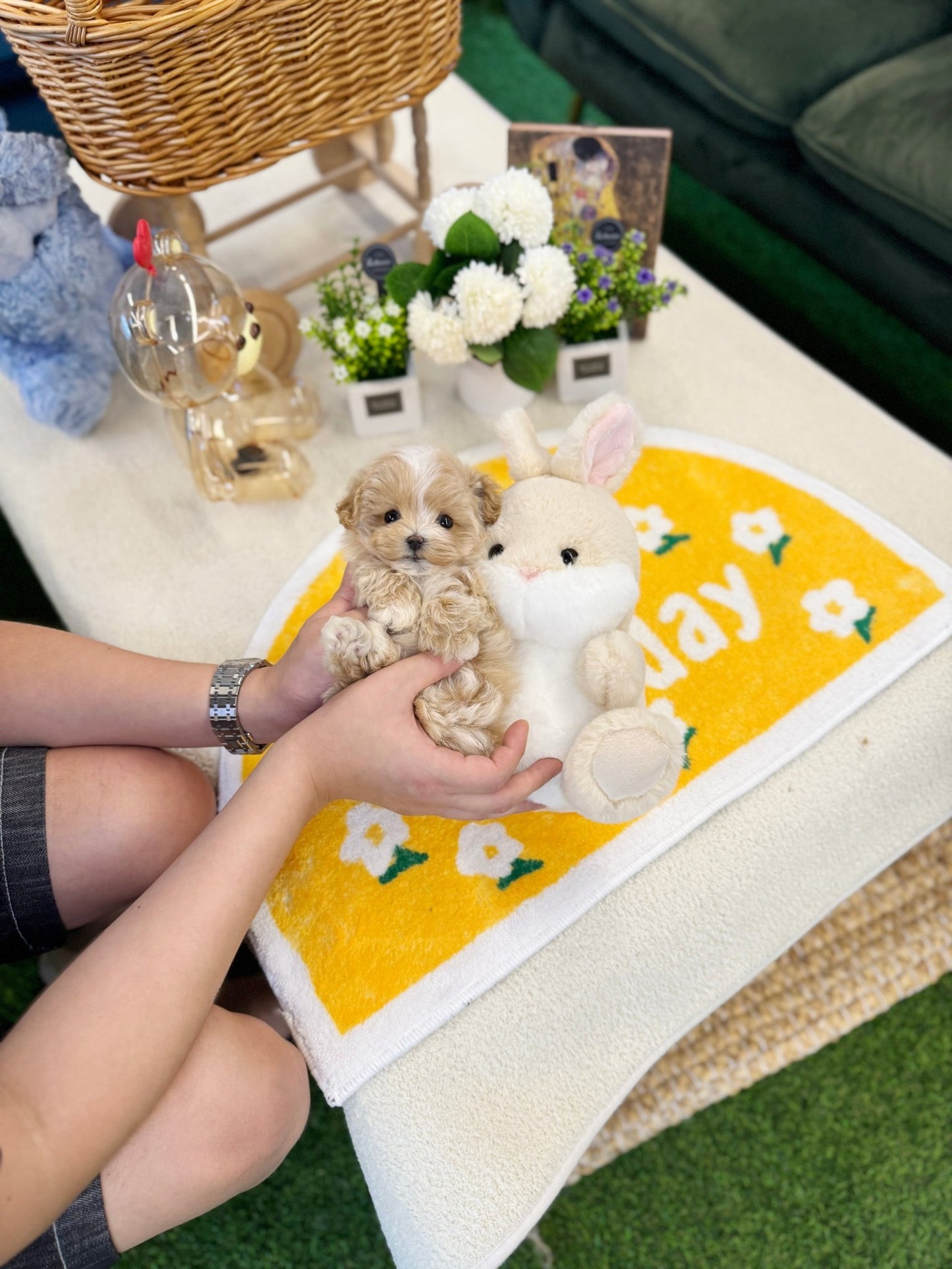 Maltipoo - Loopa(Female) - Beautiful puppy teacup puppy with adorable features available for adoption from Velydog