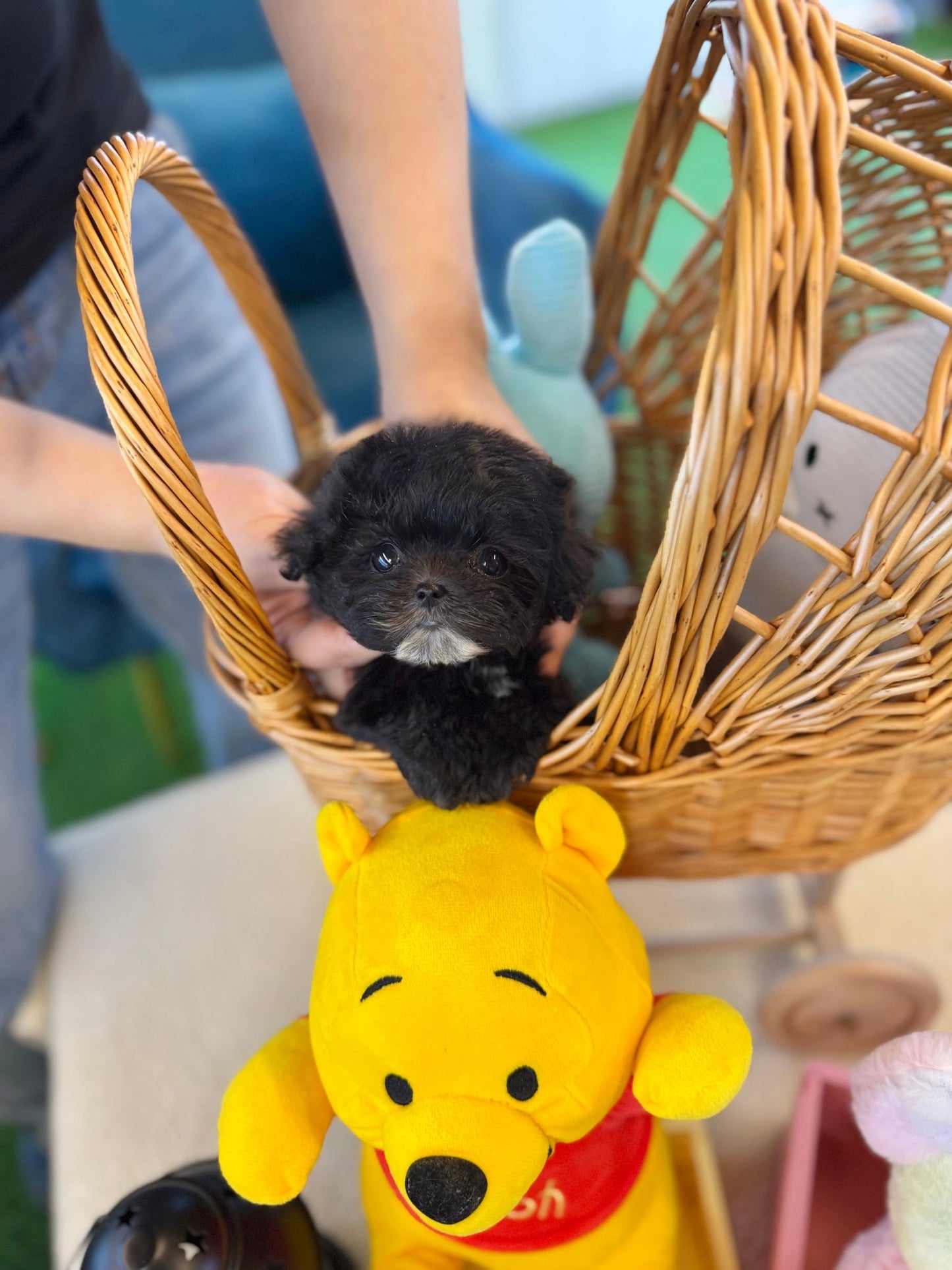 Maltipoo - Mamma(Female) - Beautiful puppy teacup puppy with adorable features available for adoption from Velydog