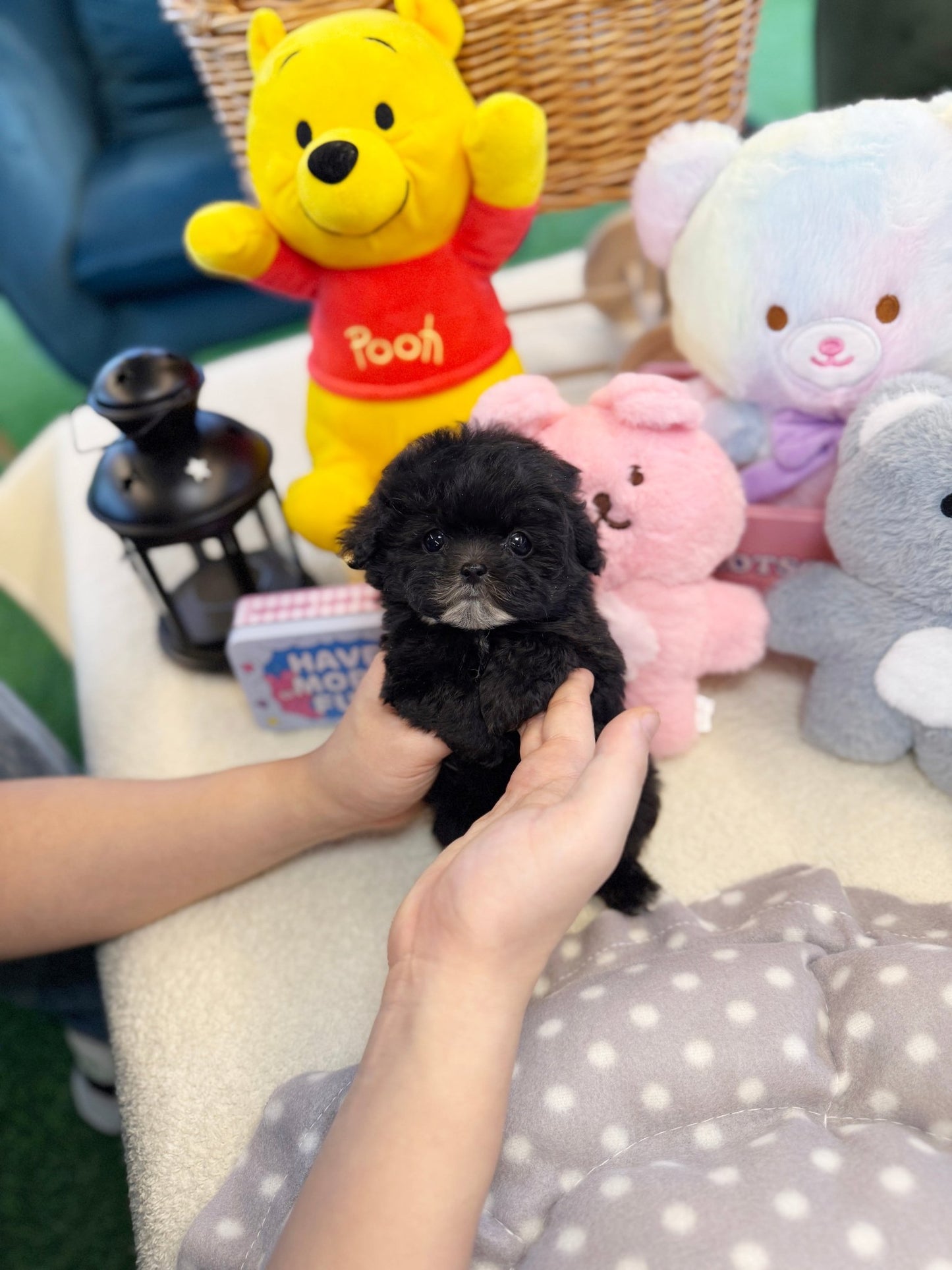 Maltipoo - Mamma(Female) - Beautiful puppy teacup puppy with adorable features available for adoption from Velydog