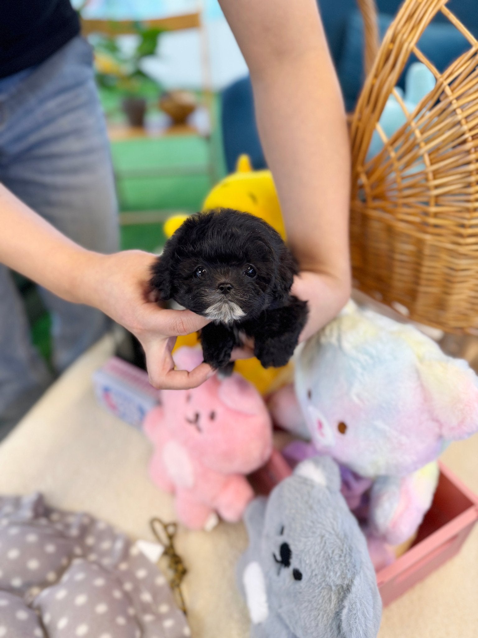 Maltipoo - Mamma(Female) - Beautiful puppy teacup puppy with adorable features available for adoption from Velydog