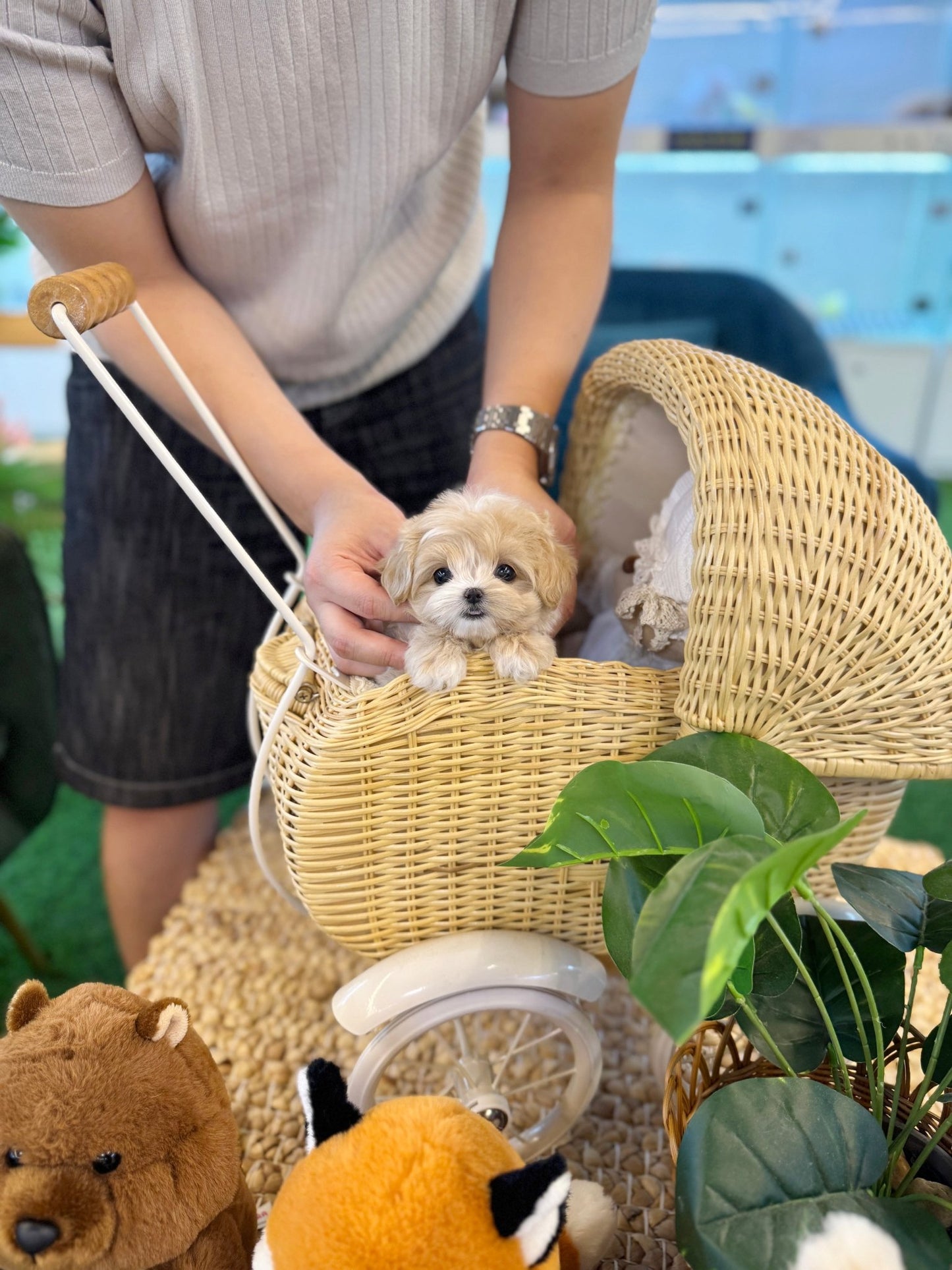 Maltipoo - Mao(Male) - Beautiful puppy teacup puppy with adorable features available for adoption from Velydog