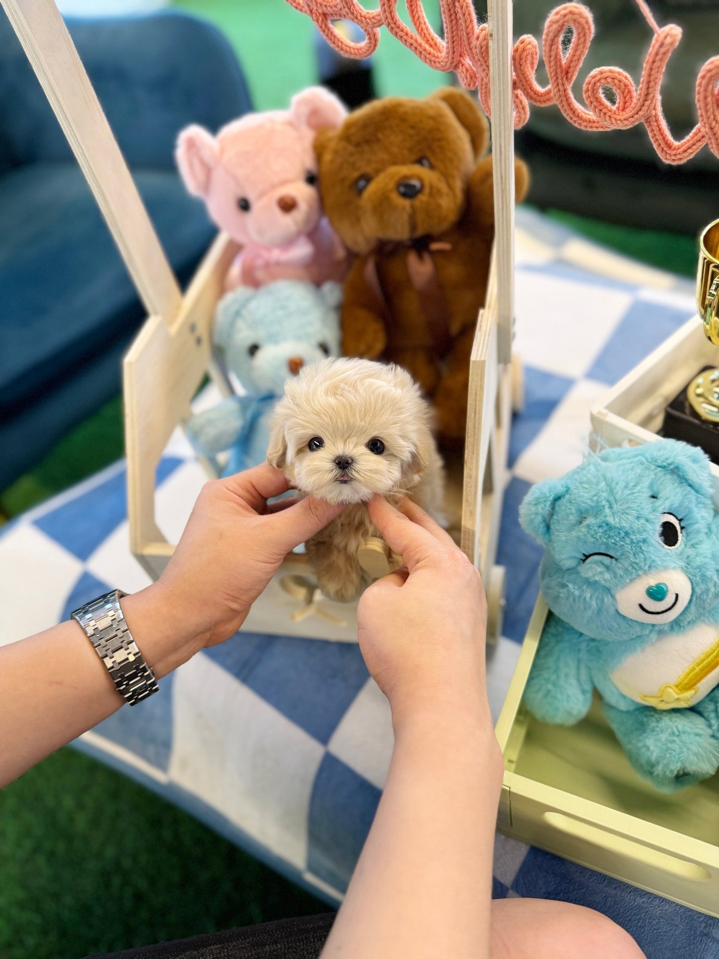 Maltipoo - Merry(Female) - Beautiful puppy teacup puppy with adorable features available for adoption from Velydog