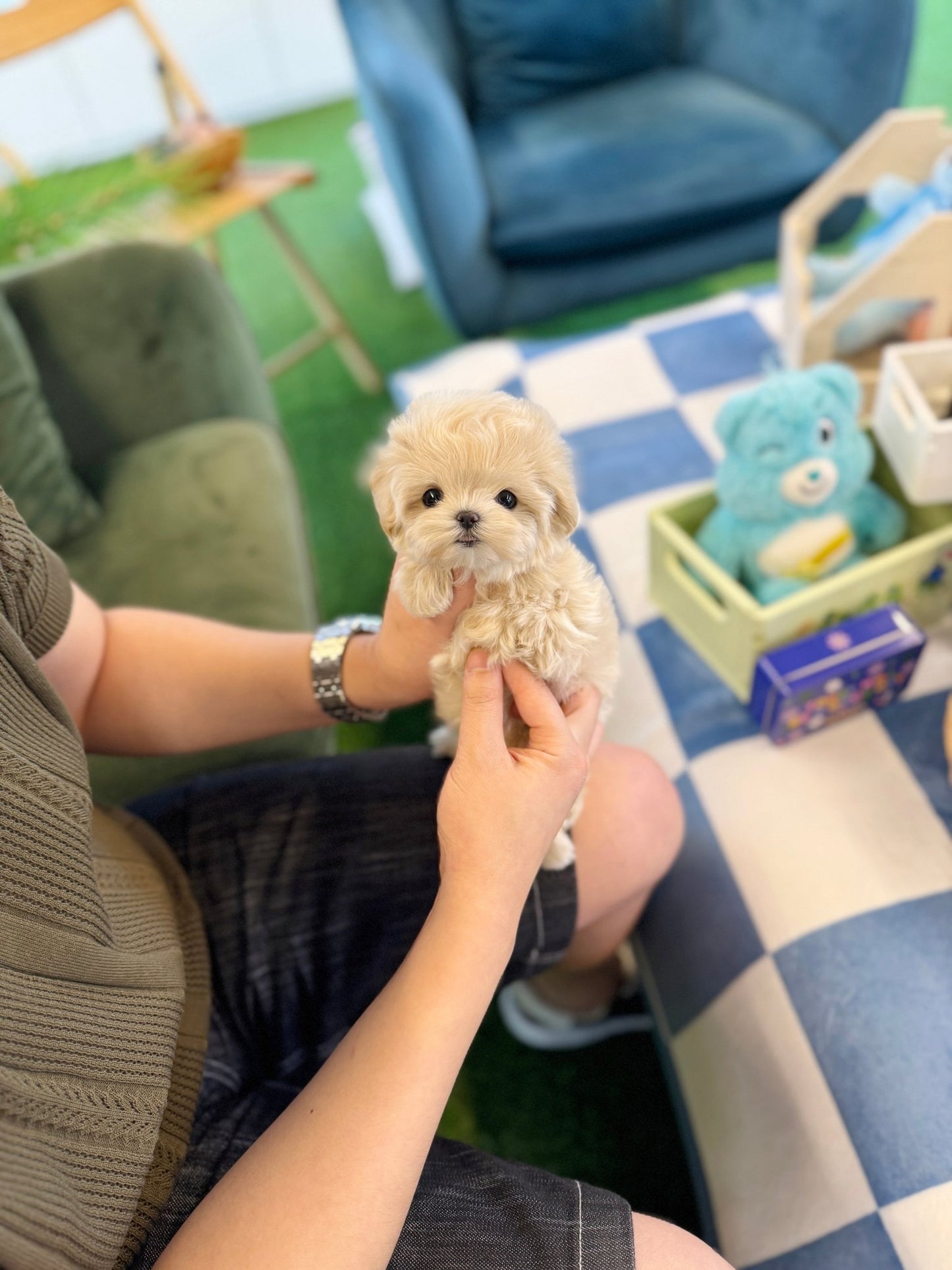 Maltipoo - Merry(Female) - Beautiful puppy teacup puppy with adorable features available for adoption from Velydog