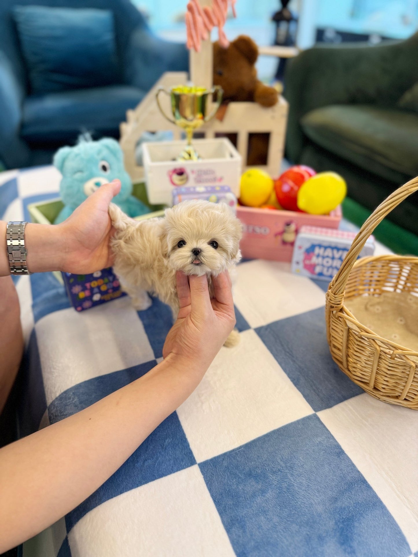Maltipoo - Merry(Female) - Beautiful puppy teacup puppy with adorable features available for adoption from Velydog