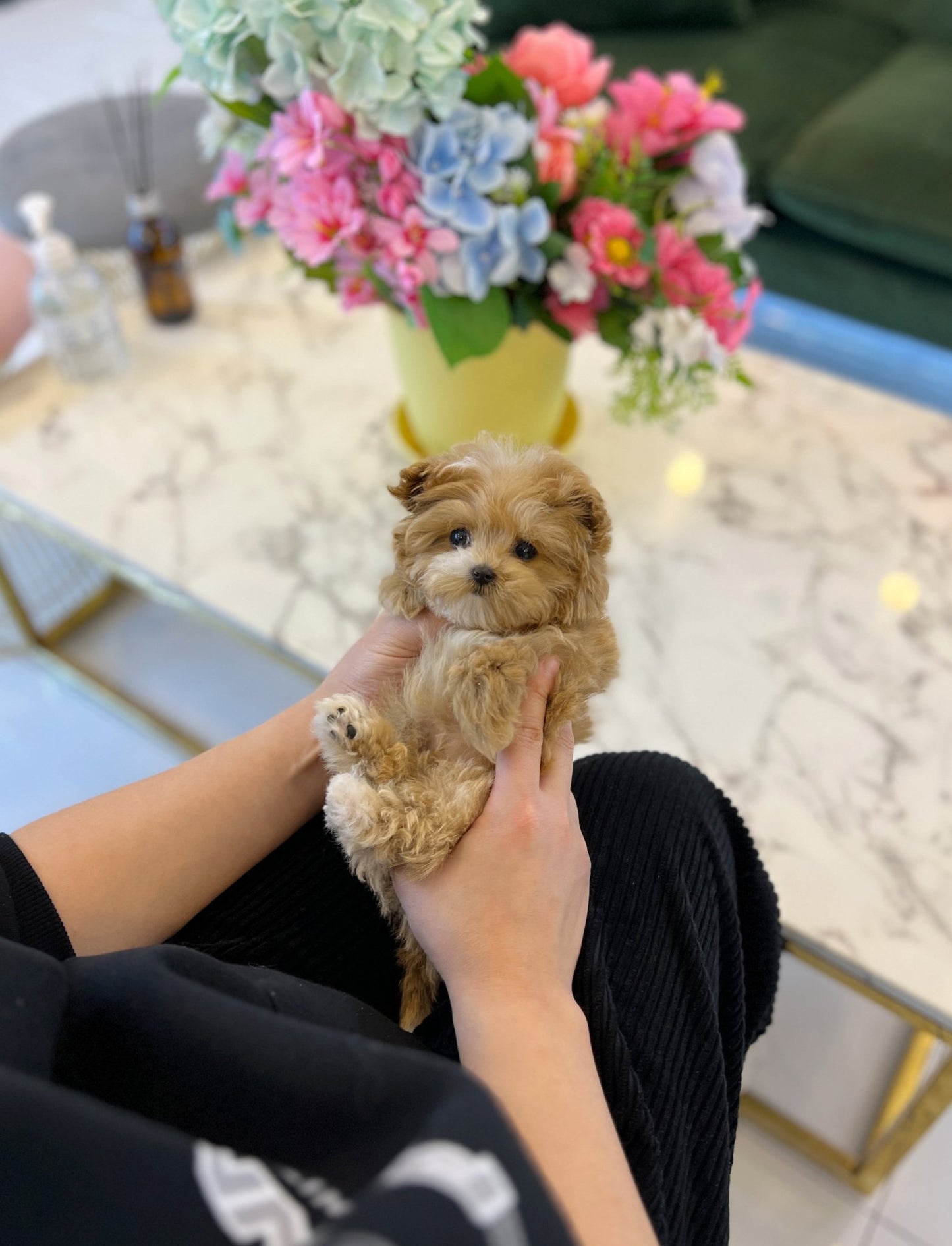 Maltipoo - Mocha(Female) - Beautiful puppy teacup puppy with adorable features available for adoption from Velydog