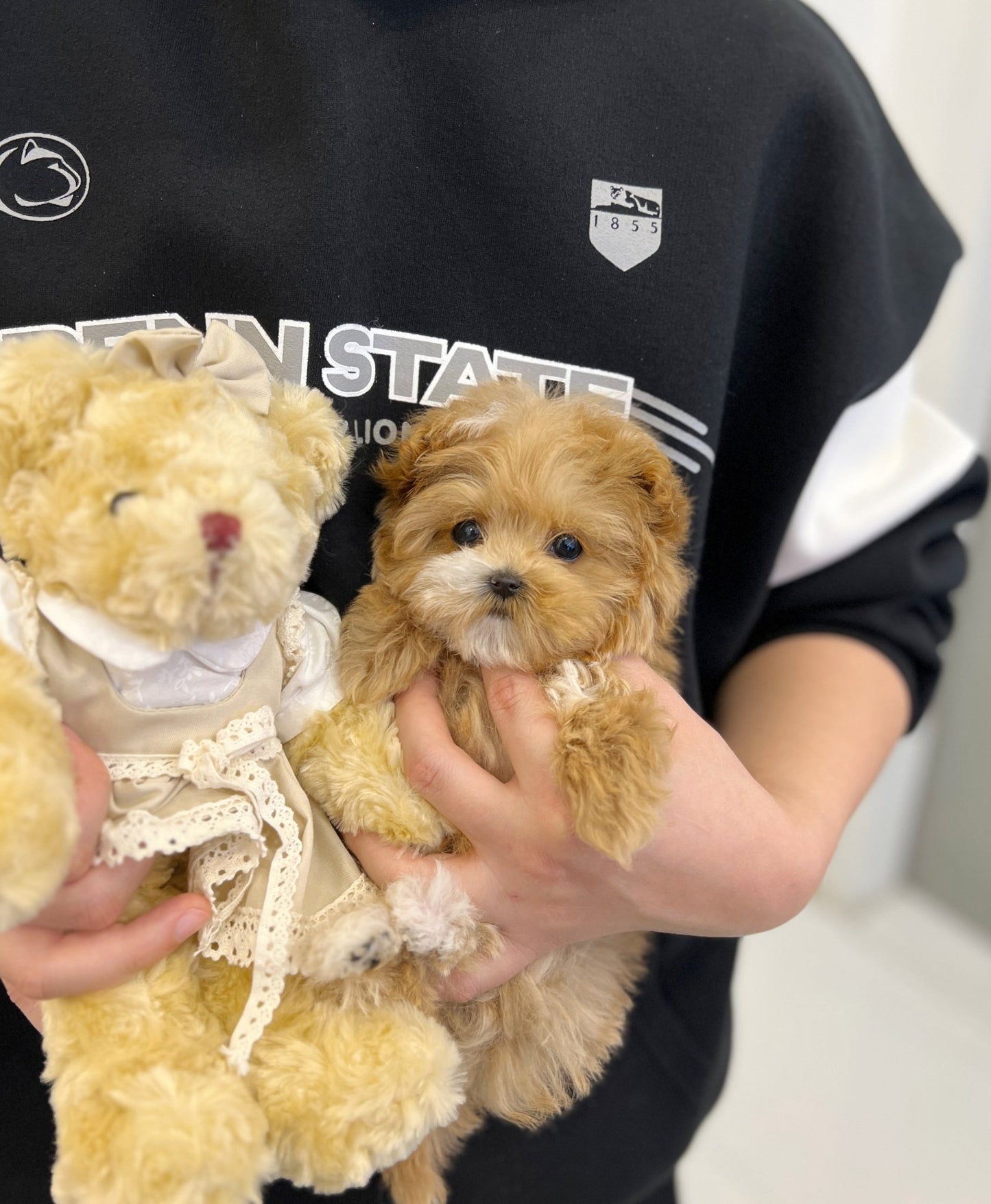 Maltipoo - Mocha(Female) - Beautiful puppy teacup puppy with adorable features available for adoption from Velydog
