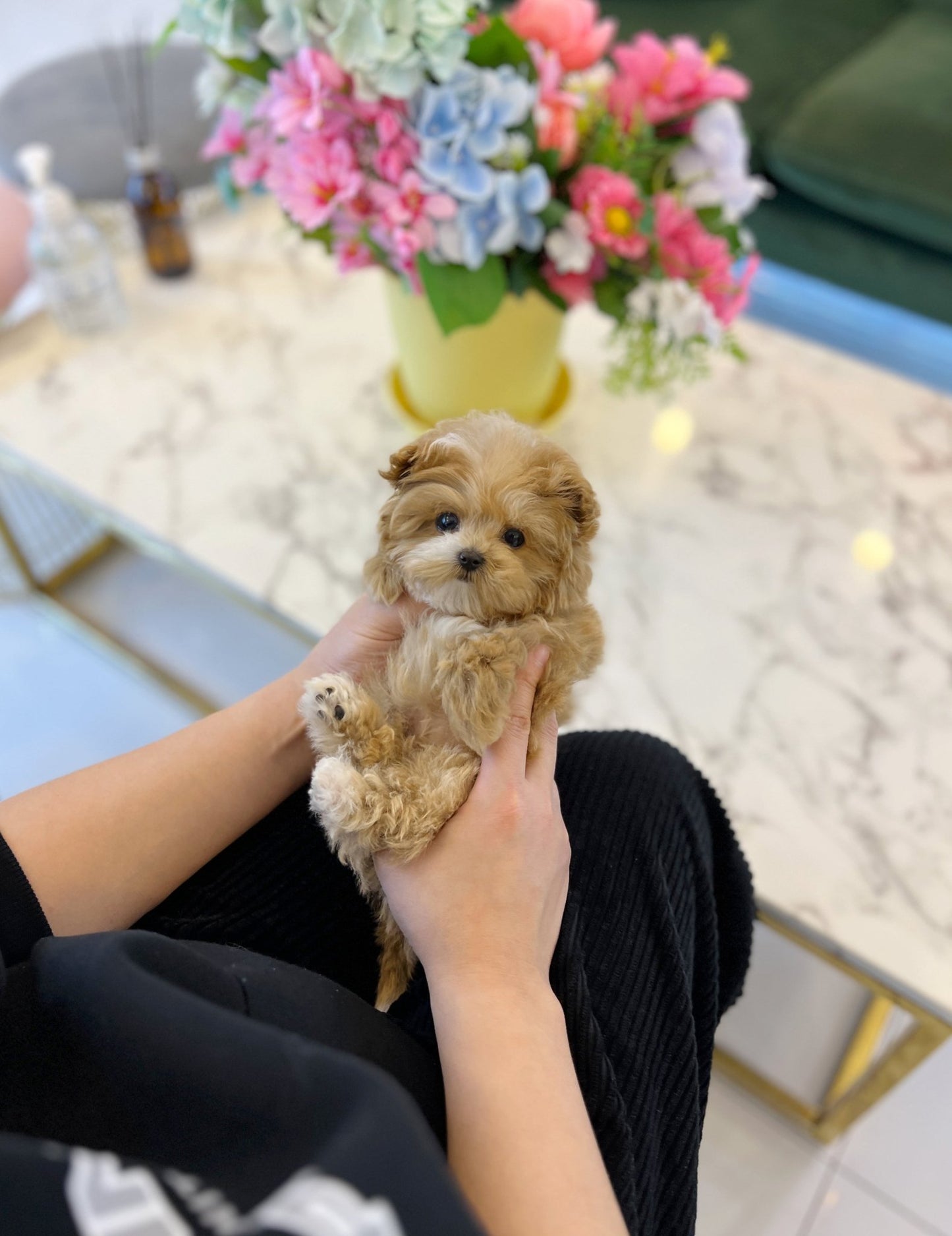 Maltipoo - Mocha(Female) - Beautiful puppy teacup puppy with adorable features available for adoption from Velydog